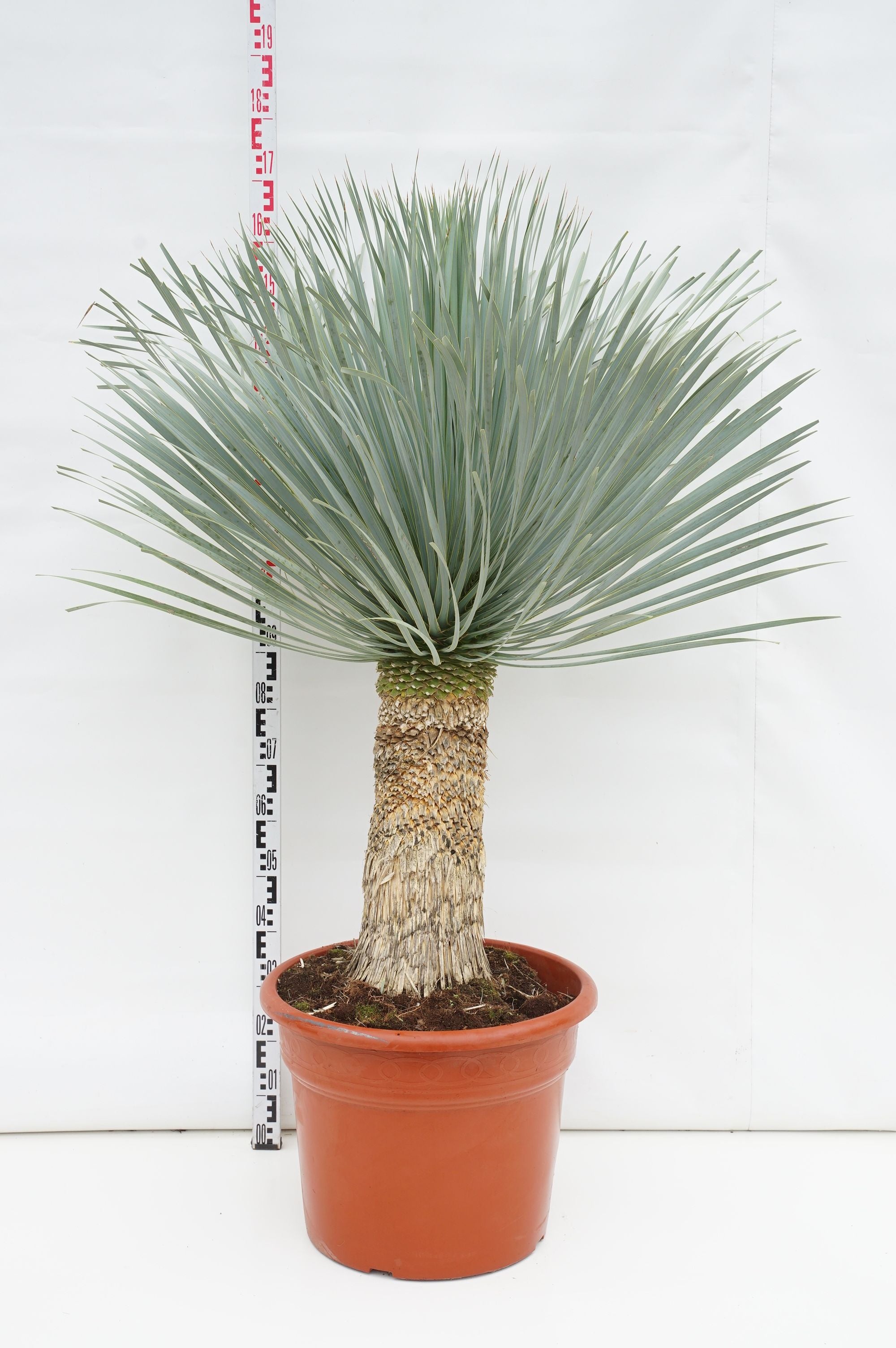 Palmlilja filifera &