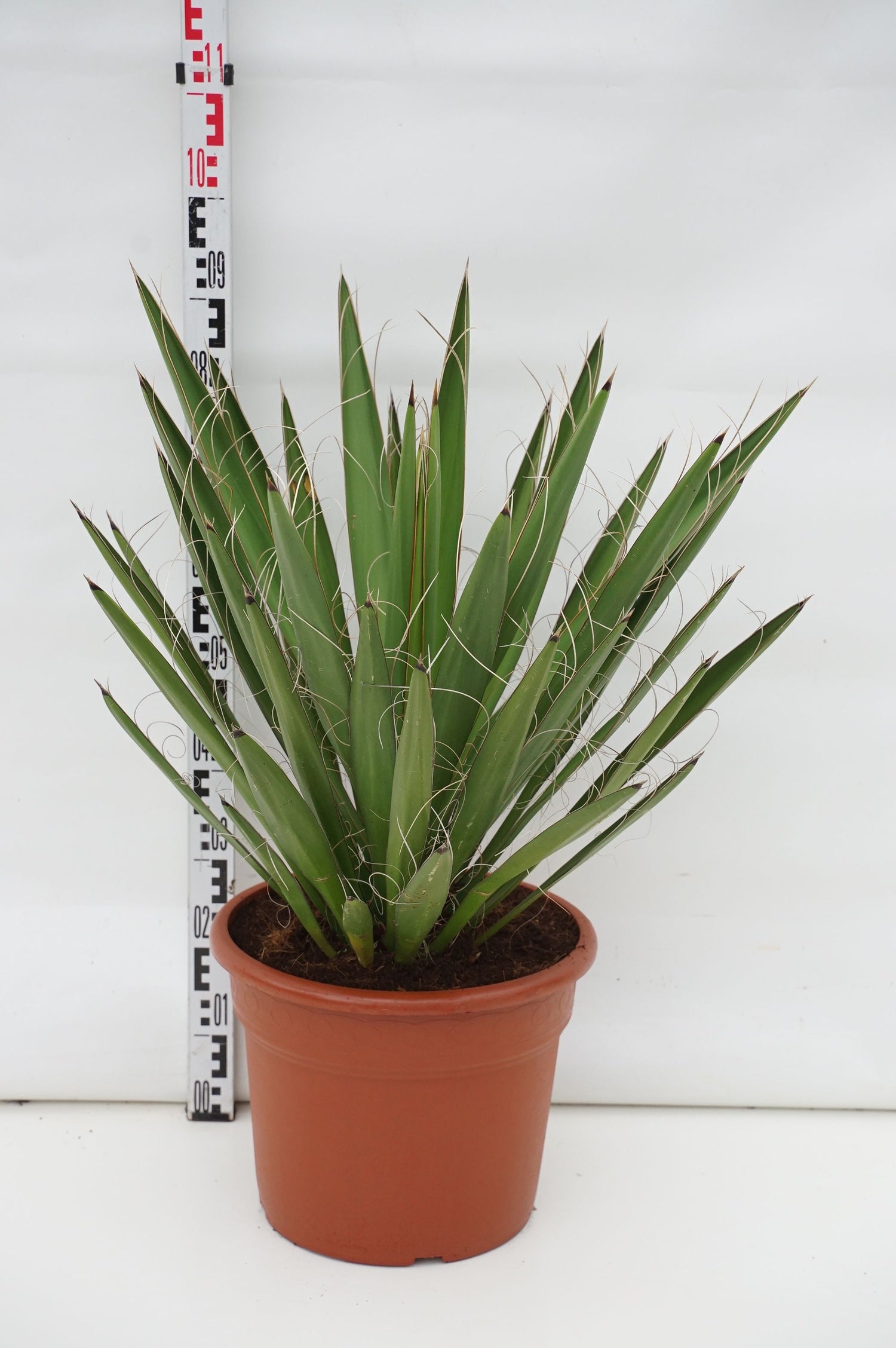 Palmlilja faxoniana - C20