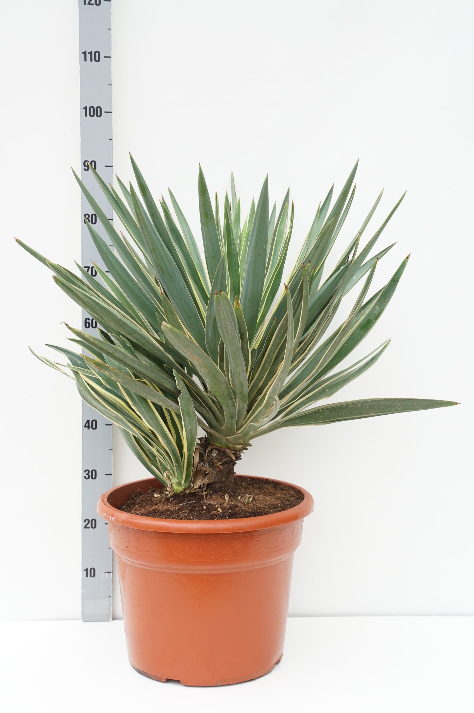 Yucca gloriosa &