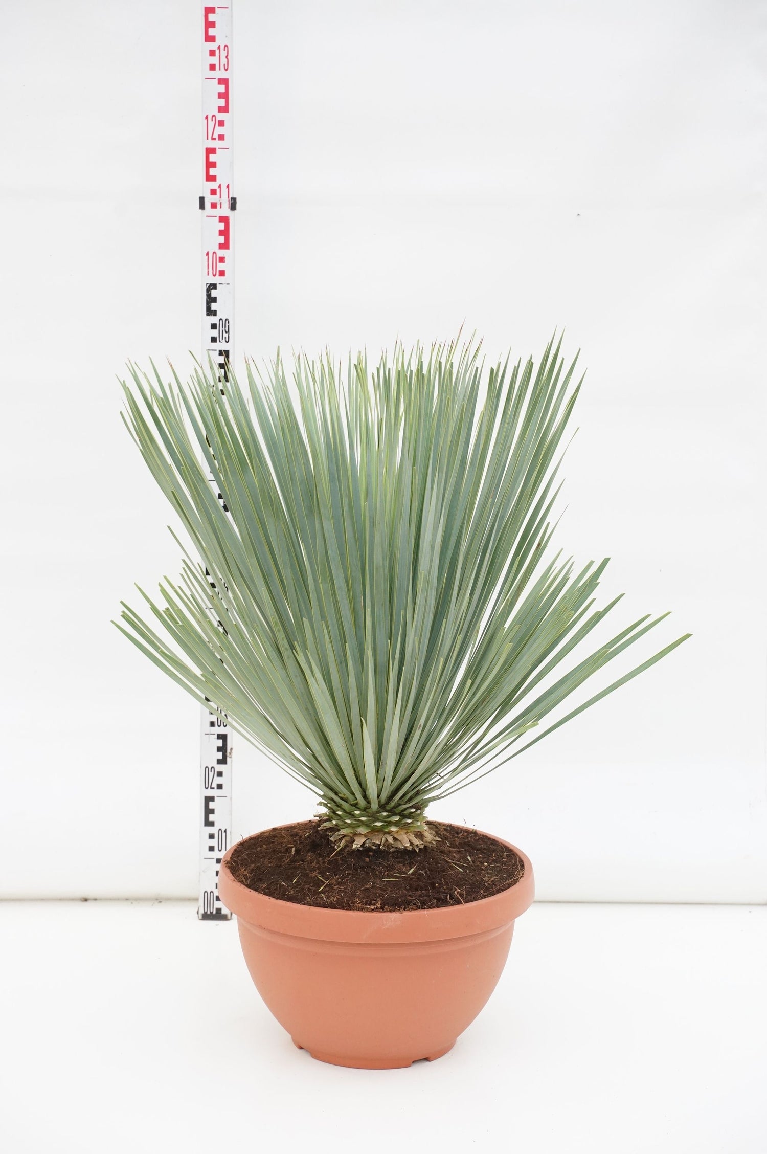 Palmlilja rostrata &