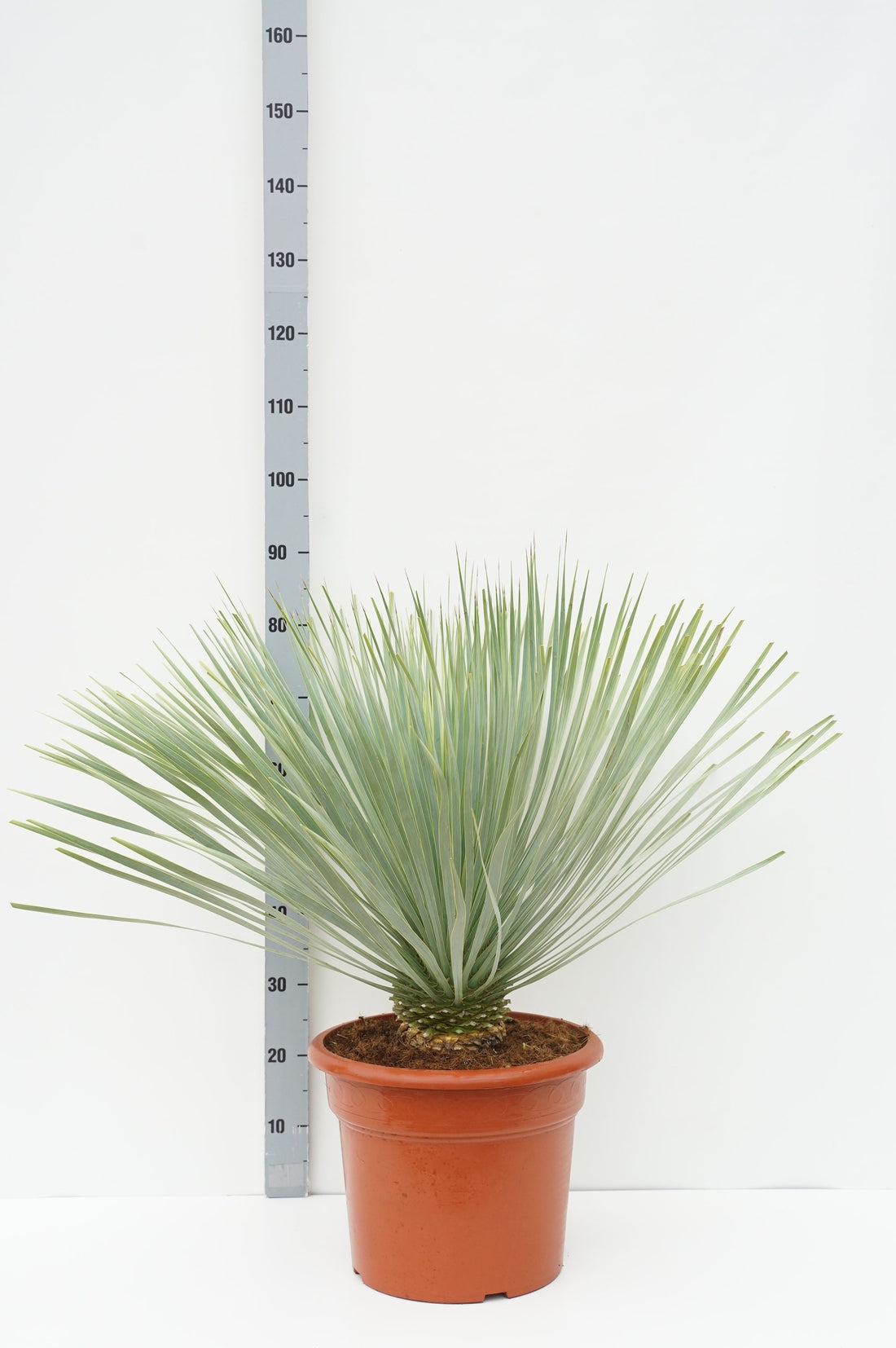 Palmlilja rostrata &
