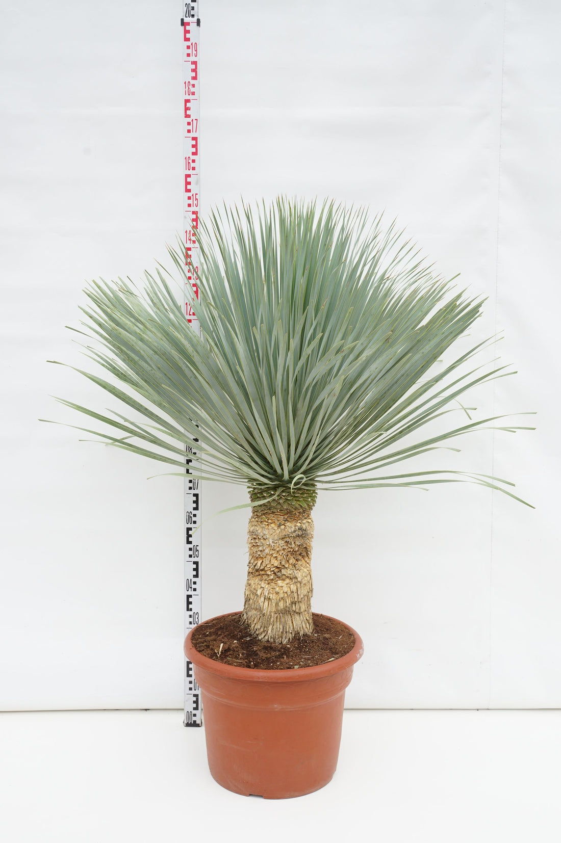 Palmlilja rostrata &