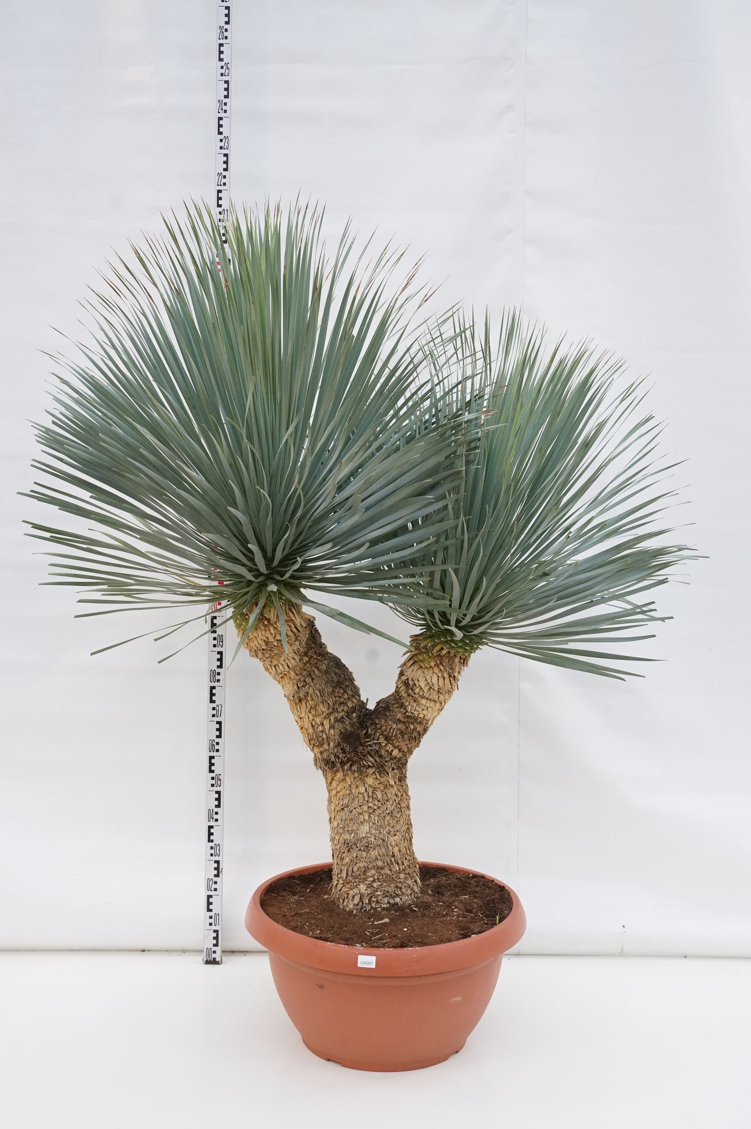 Palmlilja rostrata &