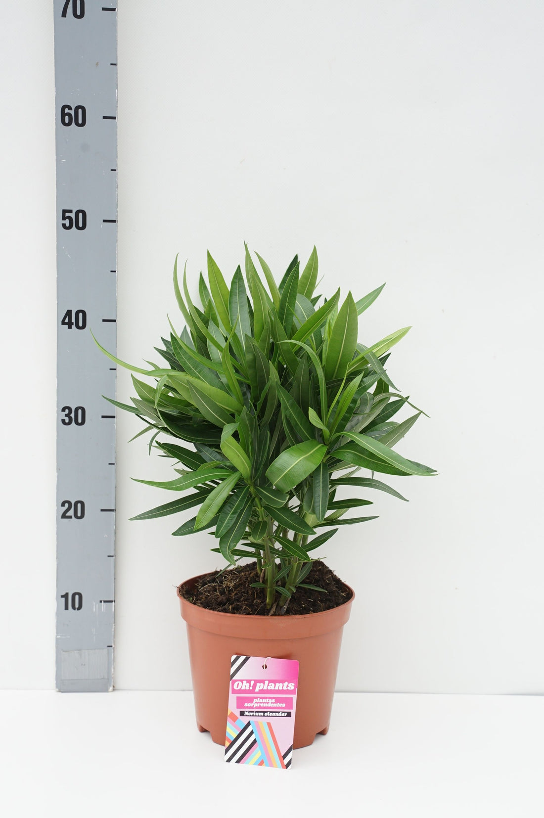 Oleander oleander - C2,5/P18 50-60 CM