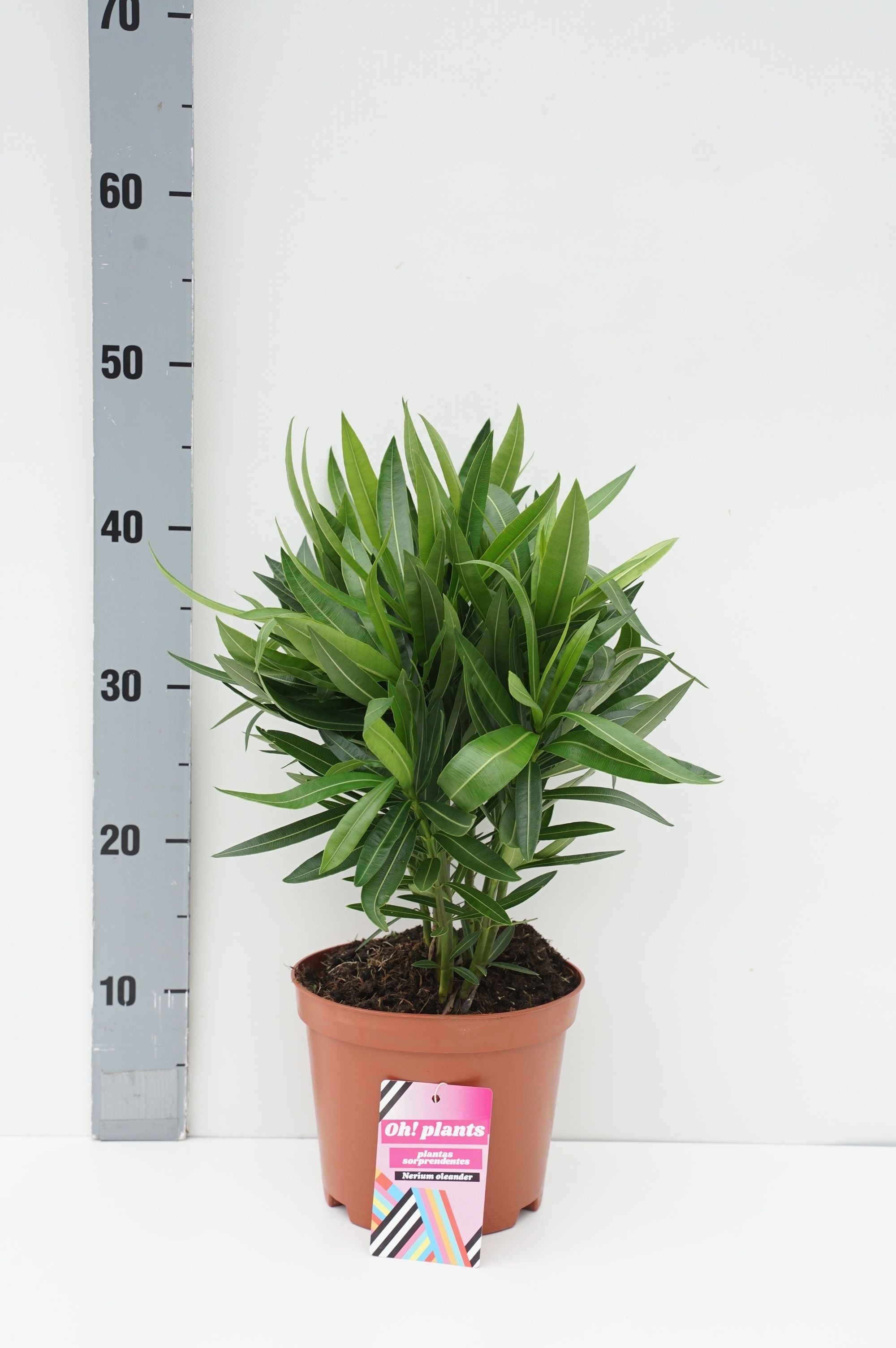 Oleander oleander - C2,5/P18 50-60 CM