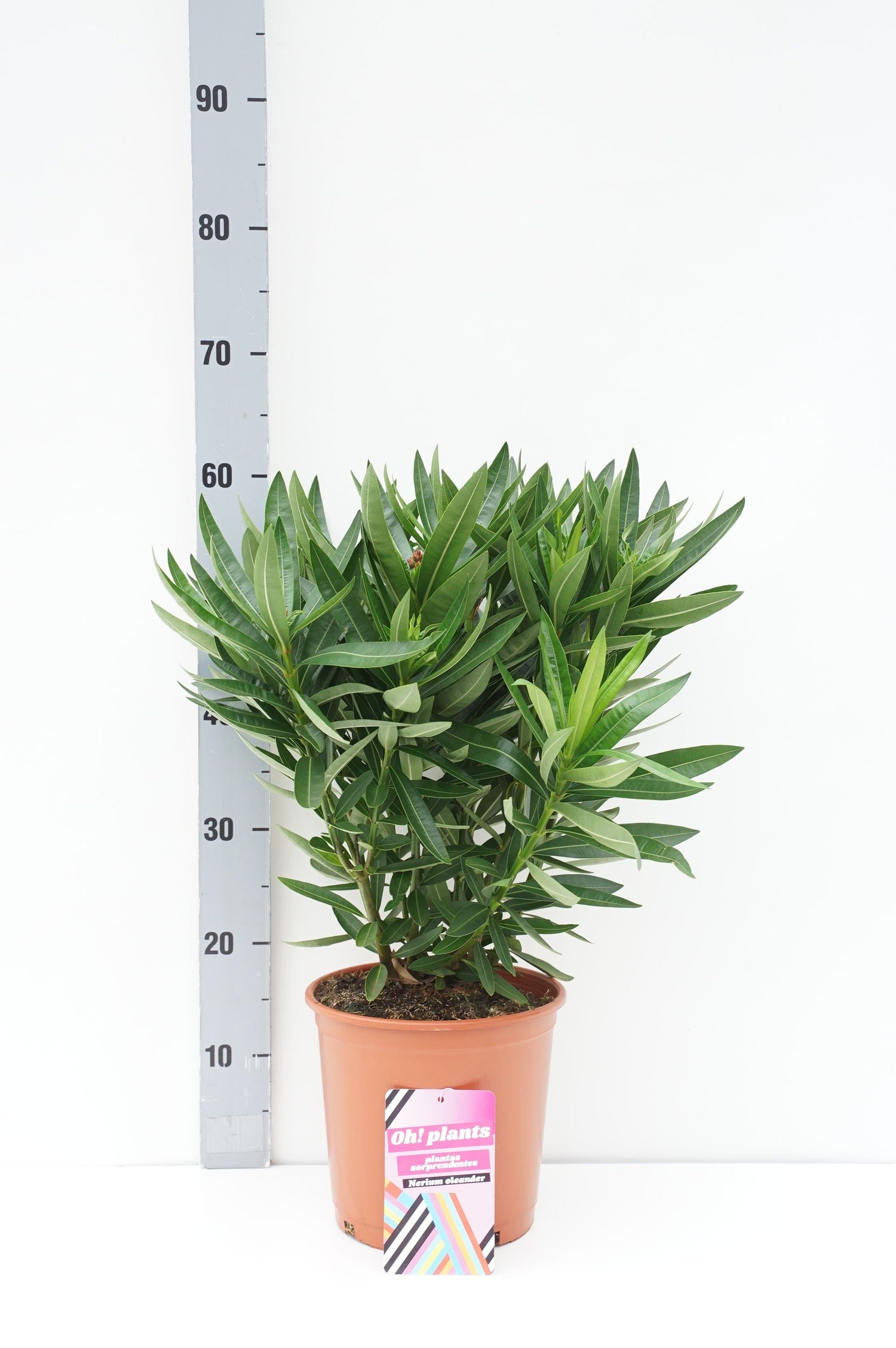 Oleander oleander - C5/P23 70-80 CM