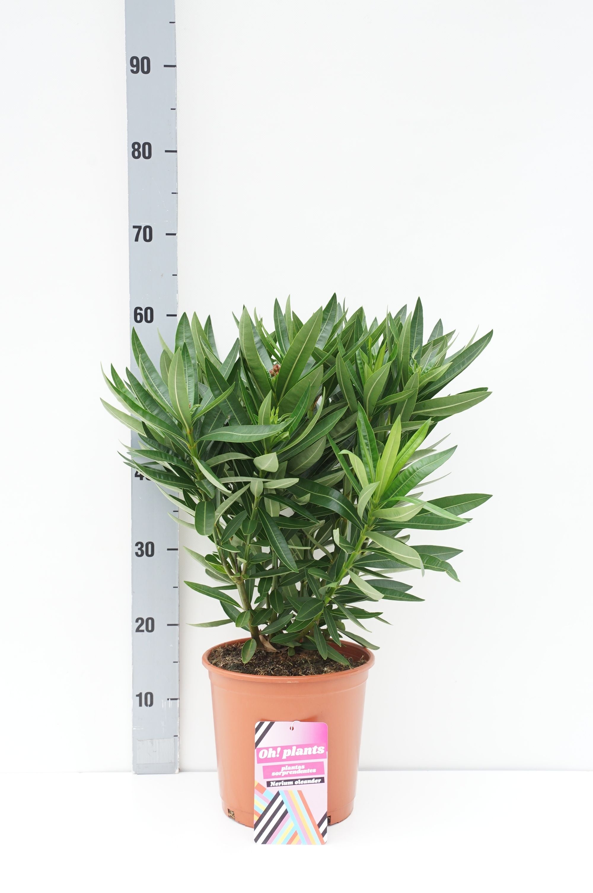 Oleander oleander - C5/P23 70-80 CM