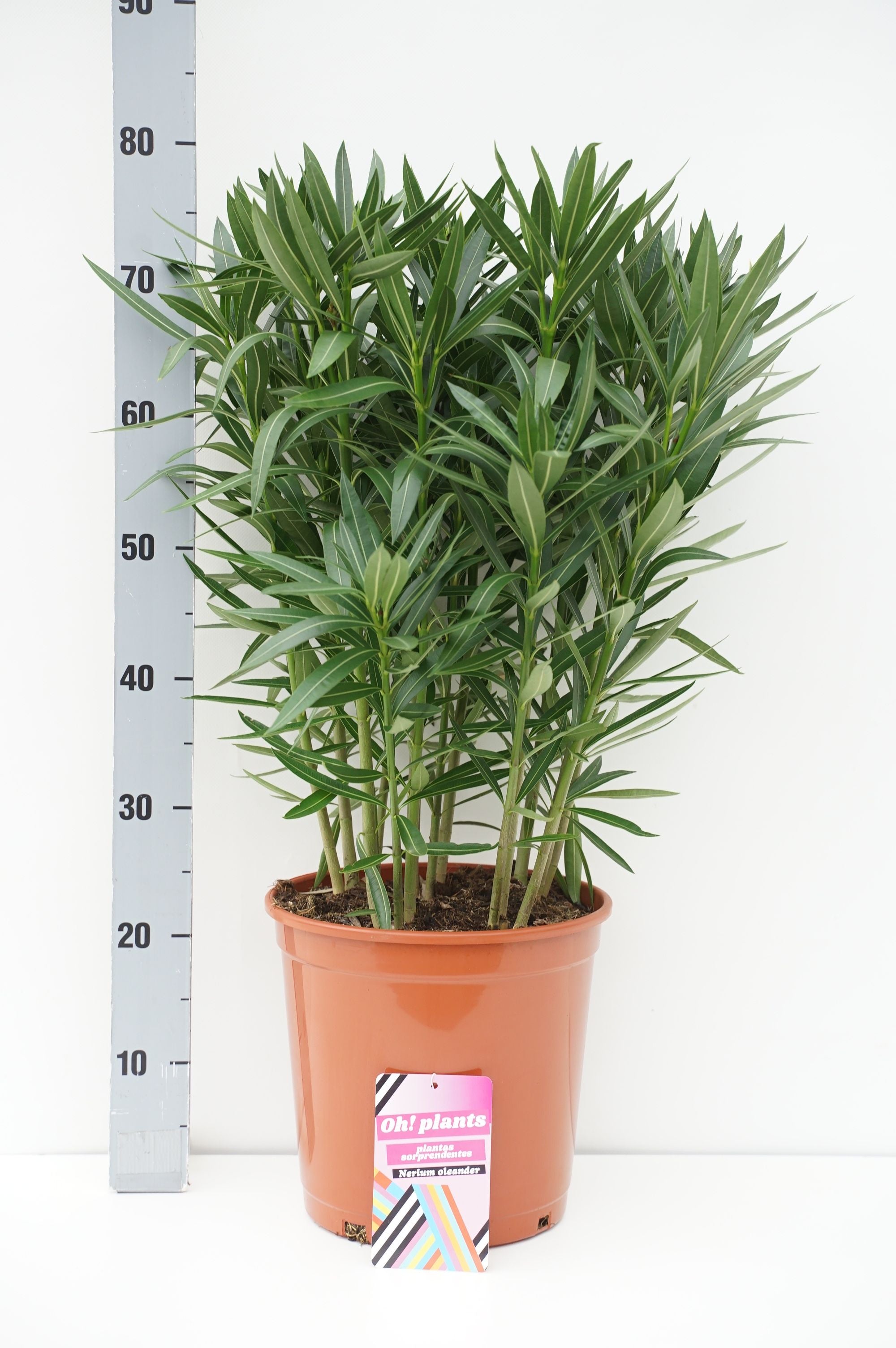 Oleander oleander - C10 80-100 CM