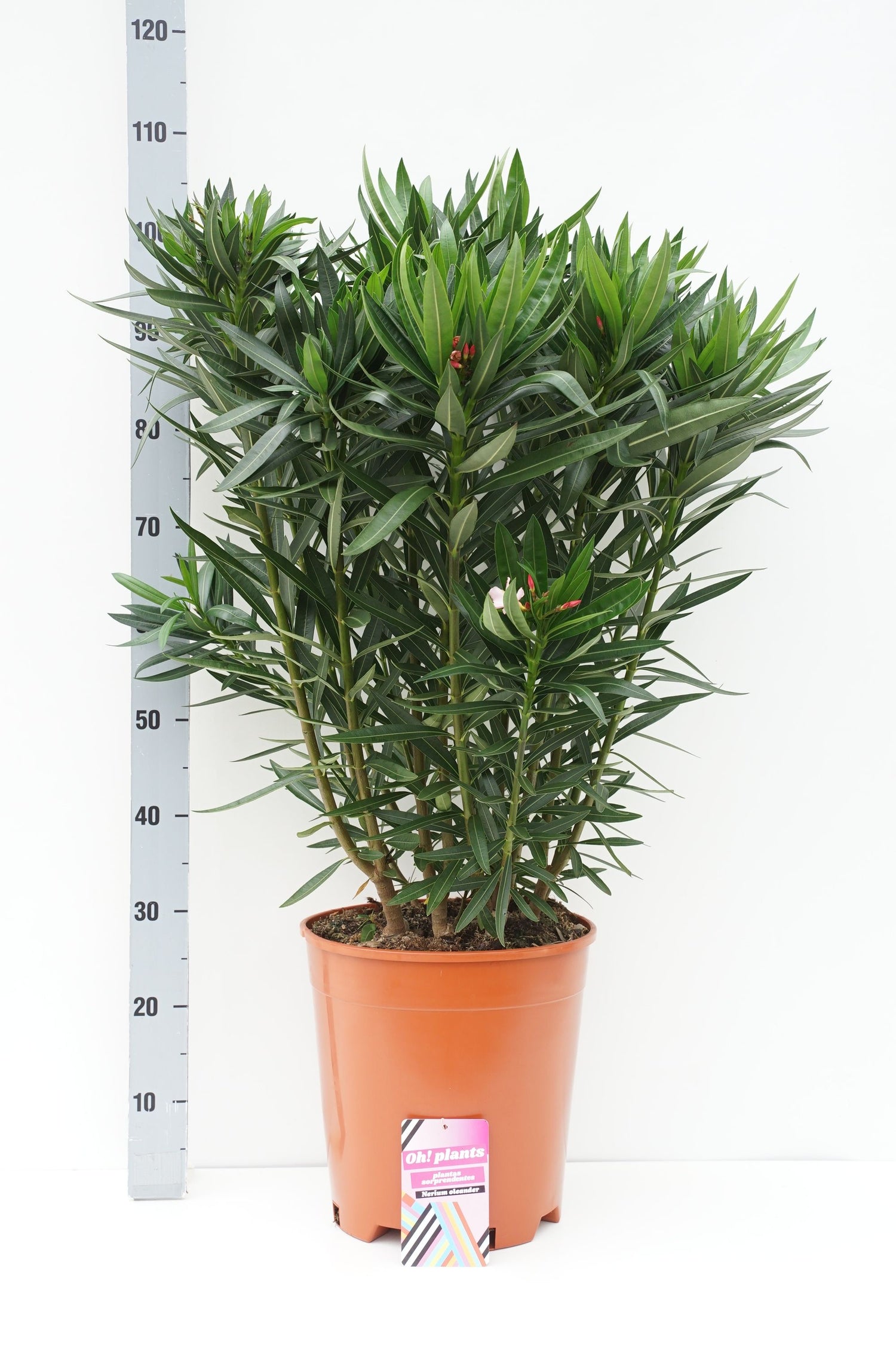 Oleander oleander - C18 100-125 CM