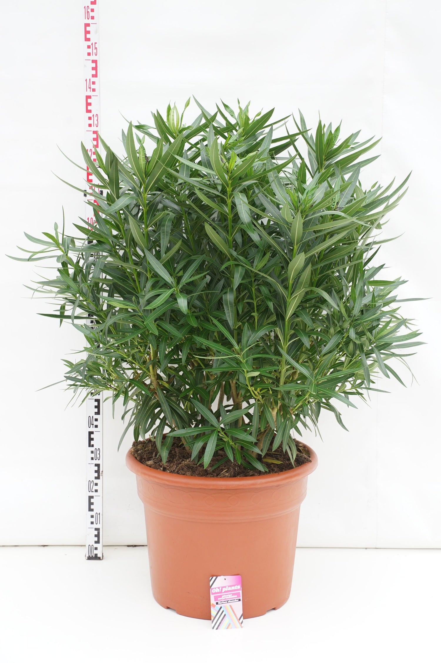 Oleander oleander - C85 140-150 CM