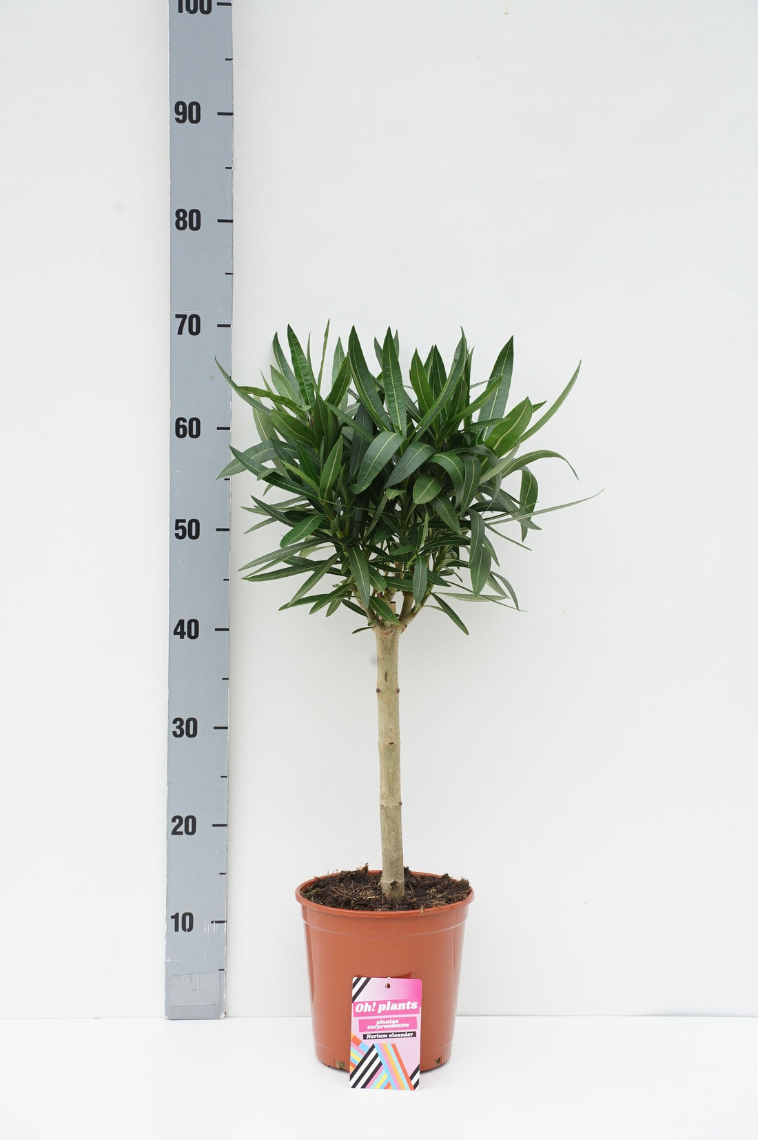 Oleander oleander - 30 CM STEM C3/P19