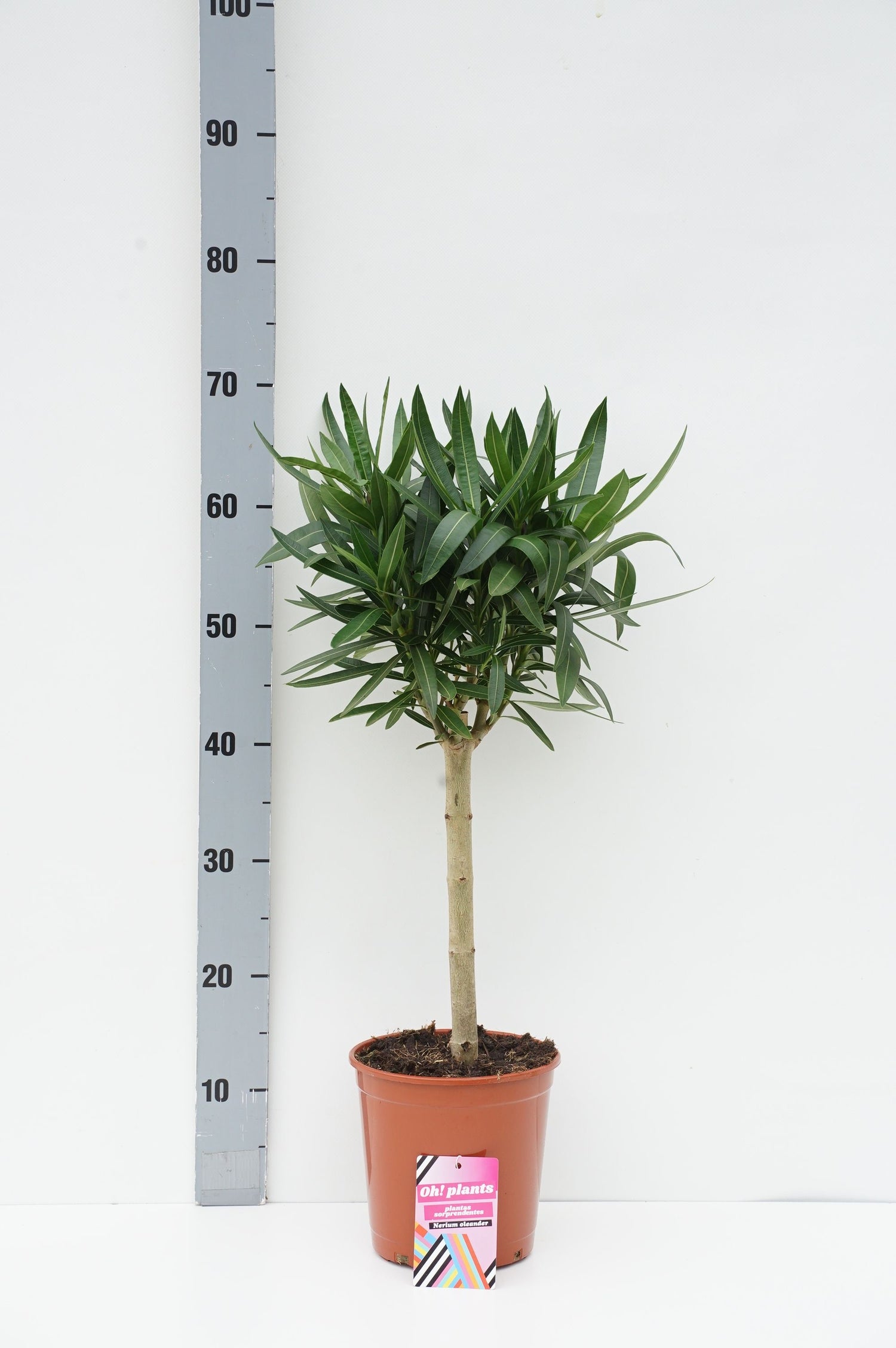 Oleander oleander - 30 CM STEM C3/P19