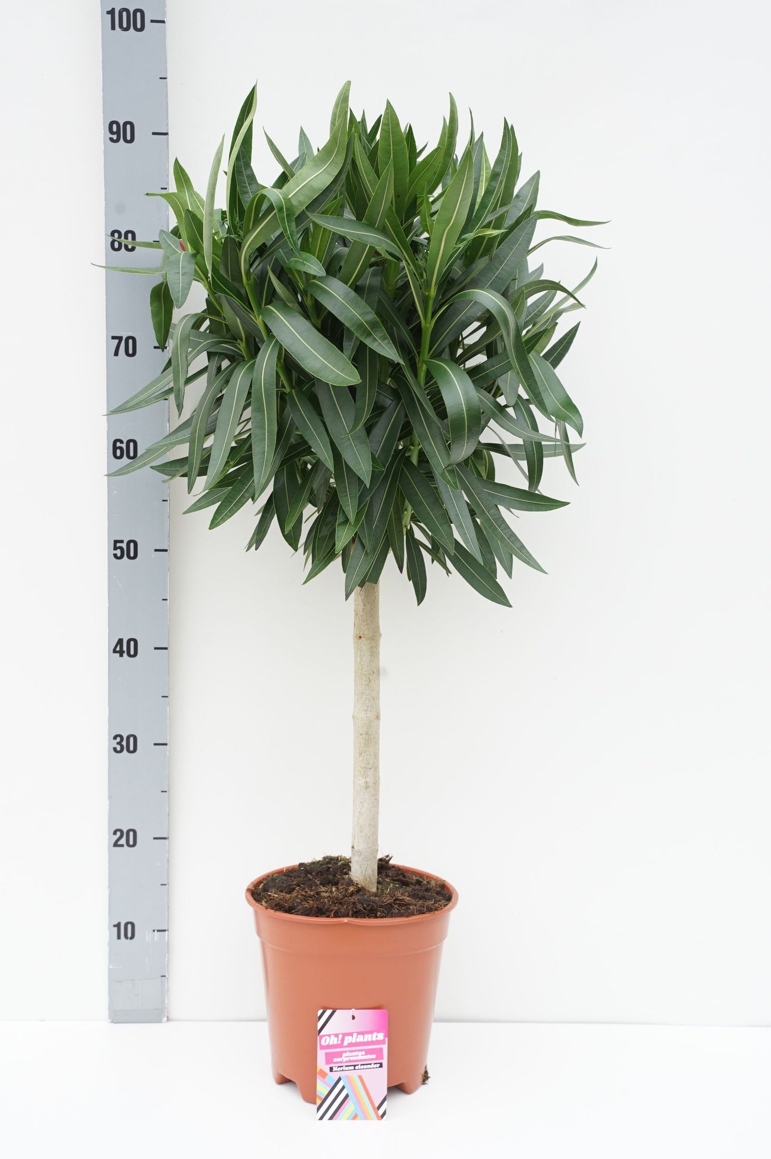 Oleander oleander - 40 CM STEM C5/P23