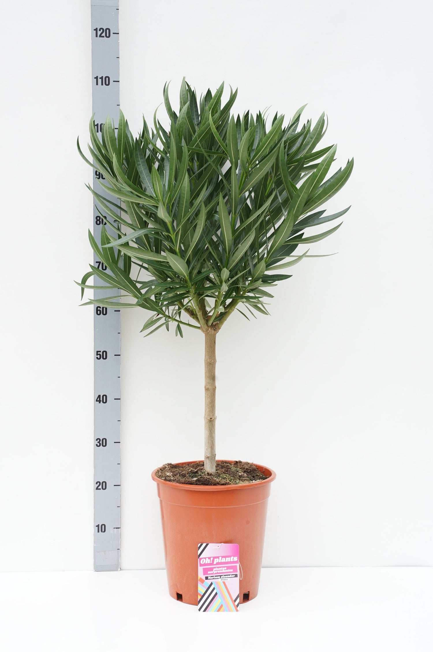 Oleander oleander - 60 CM STEM C10