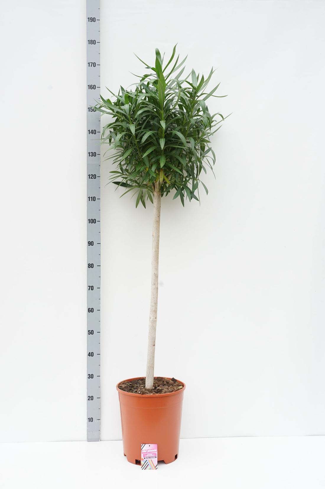 Oleander oleander - 100 CM STEM C18
