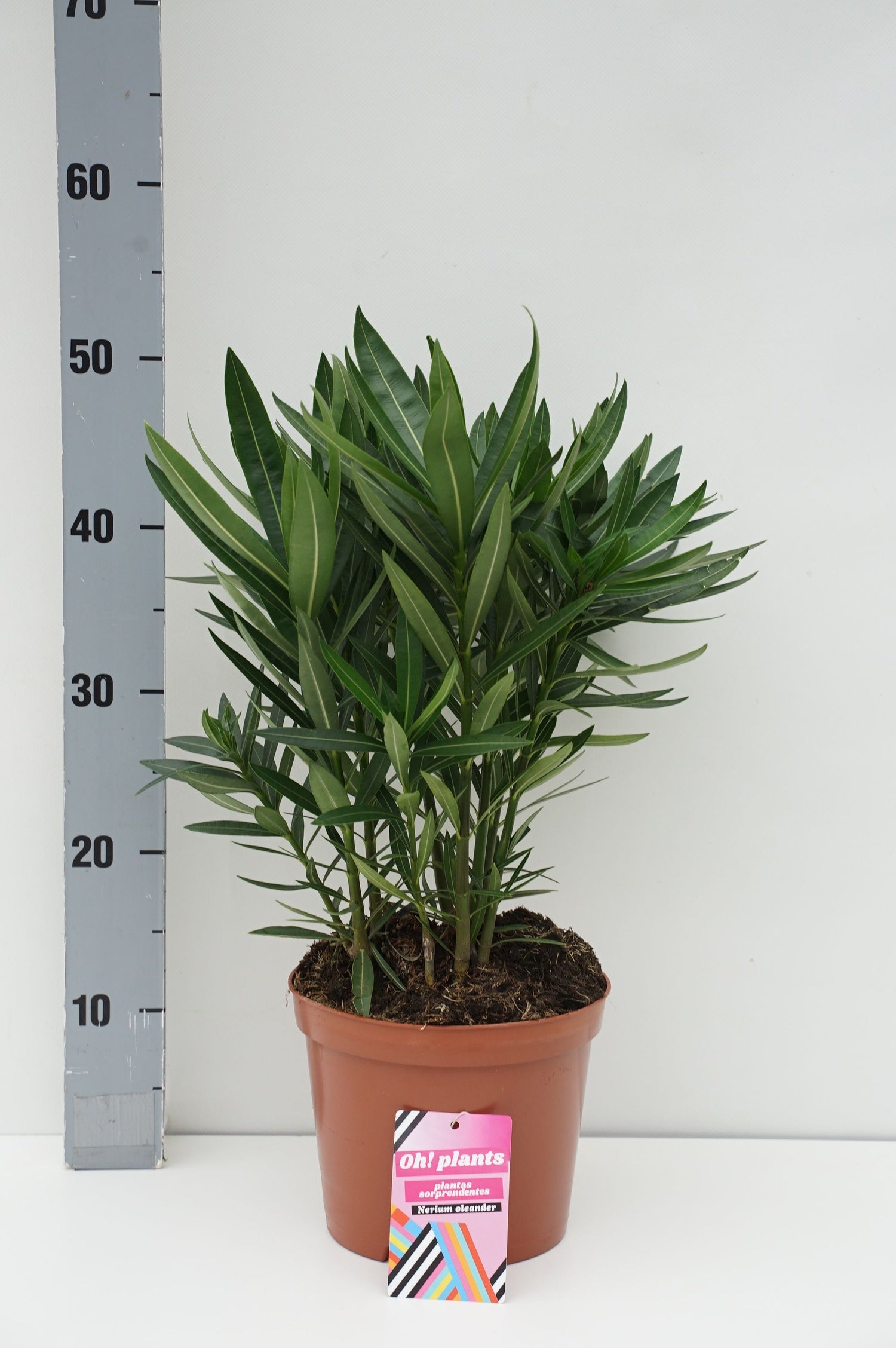 Oleander oleander (tricolor) - C3/P19 50-60 CM