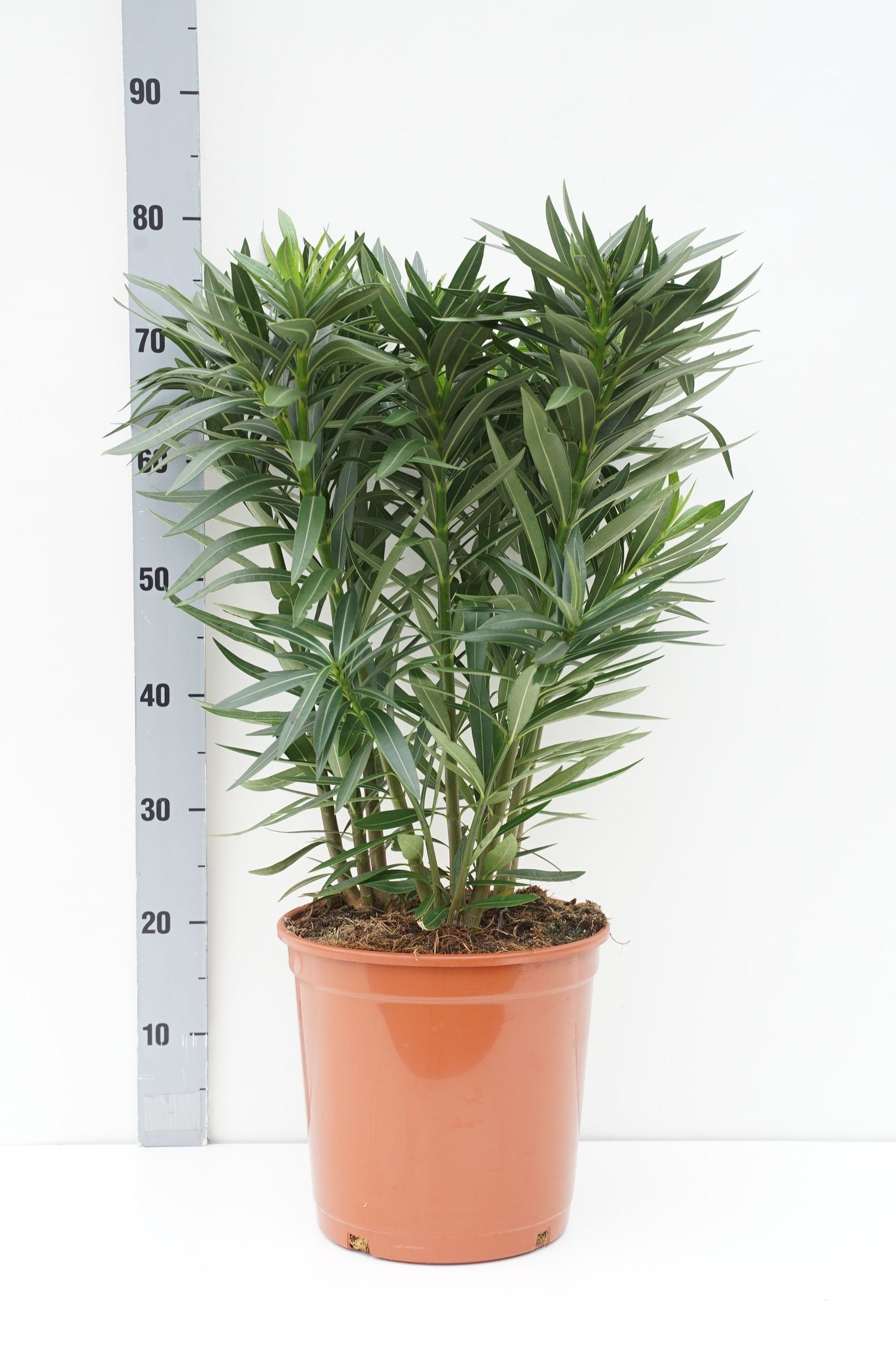 Oleander oleander (tricolor) - C10 80-100 CM