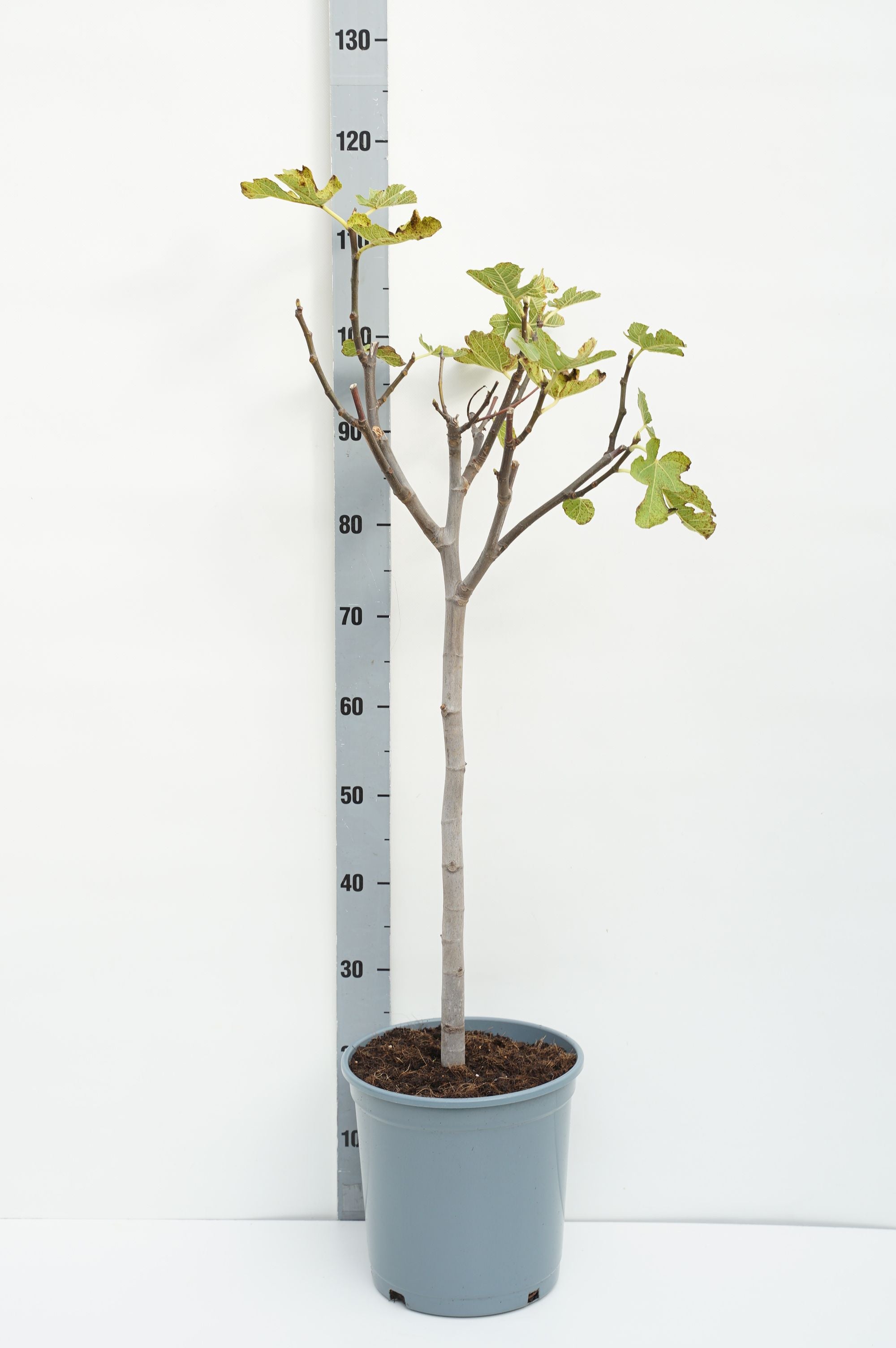 Fikon carica - 60 CM STEM C10