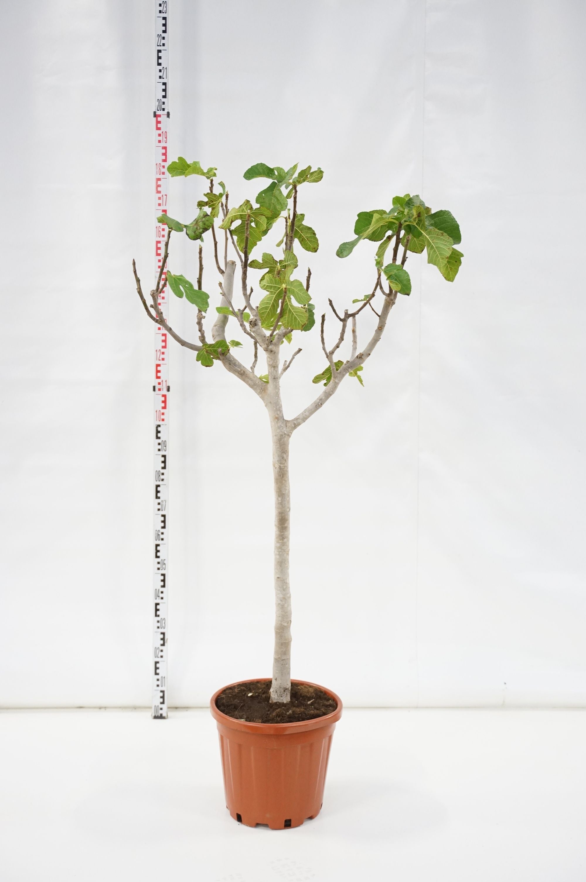 Fikon carica - 60 CM STEM C25