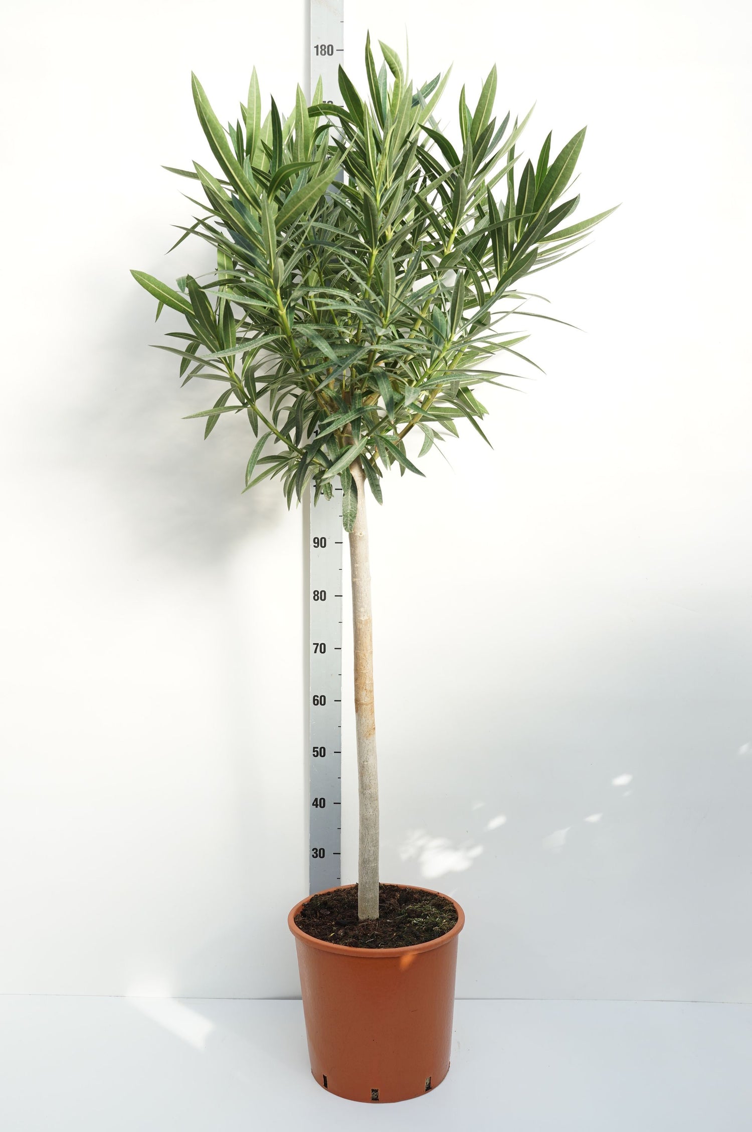 Oleander oleander - 80 CM STEM C15