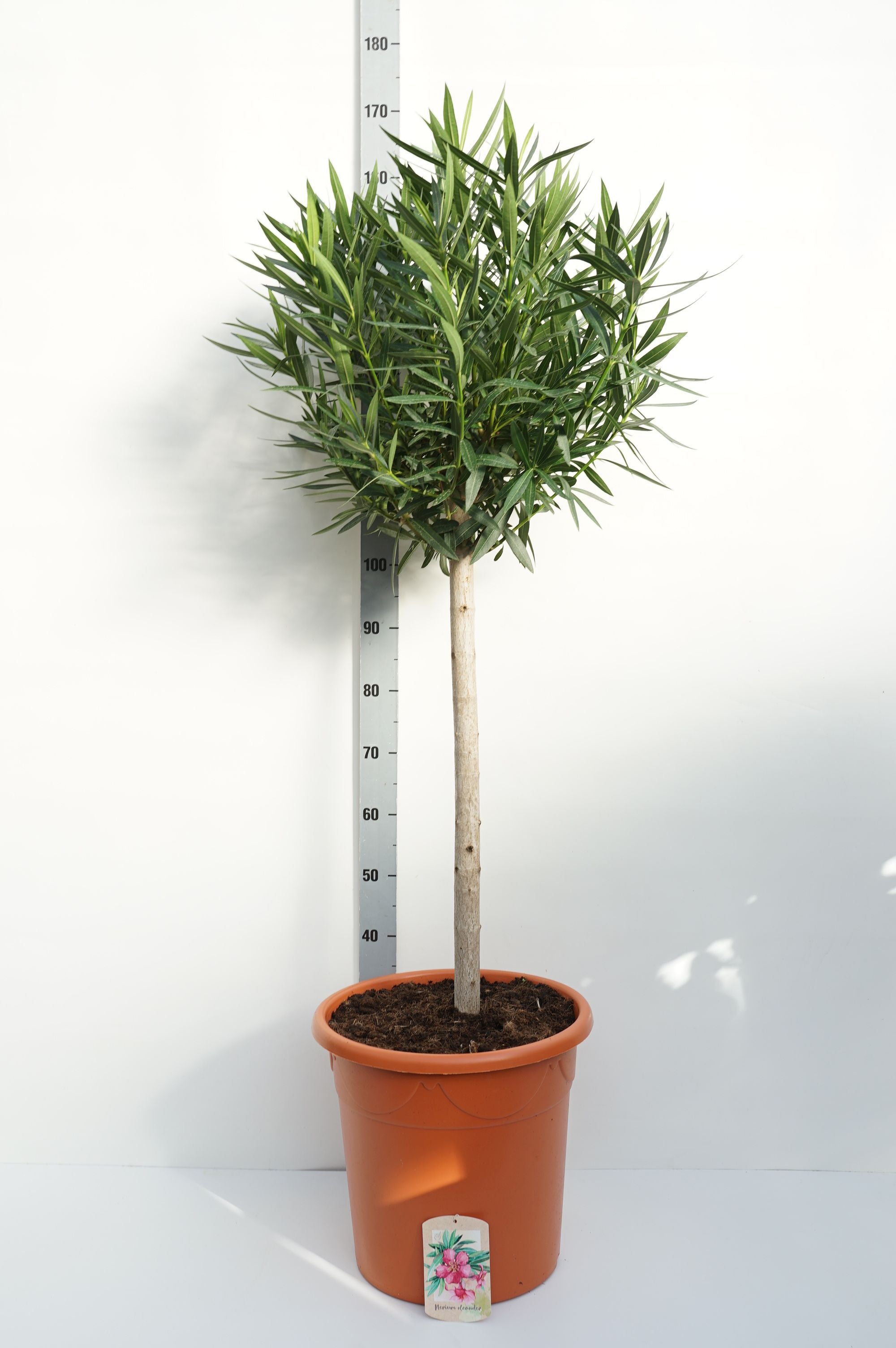 Oleander oleander - 80 CM STEM C35