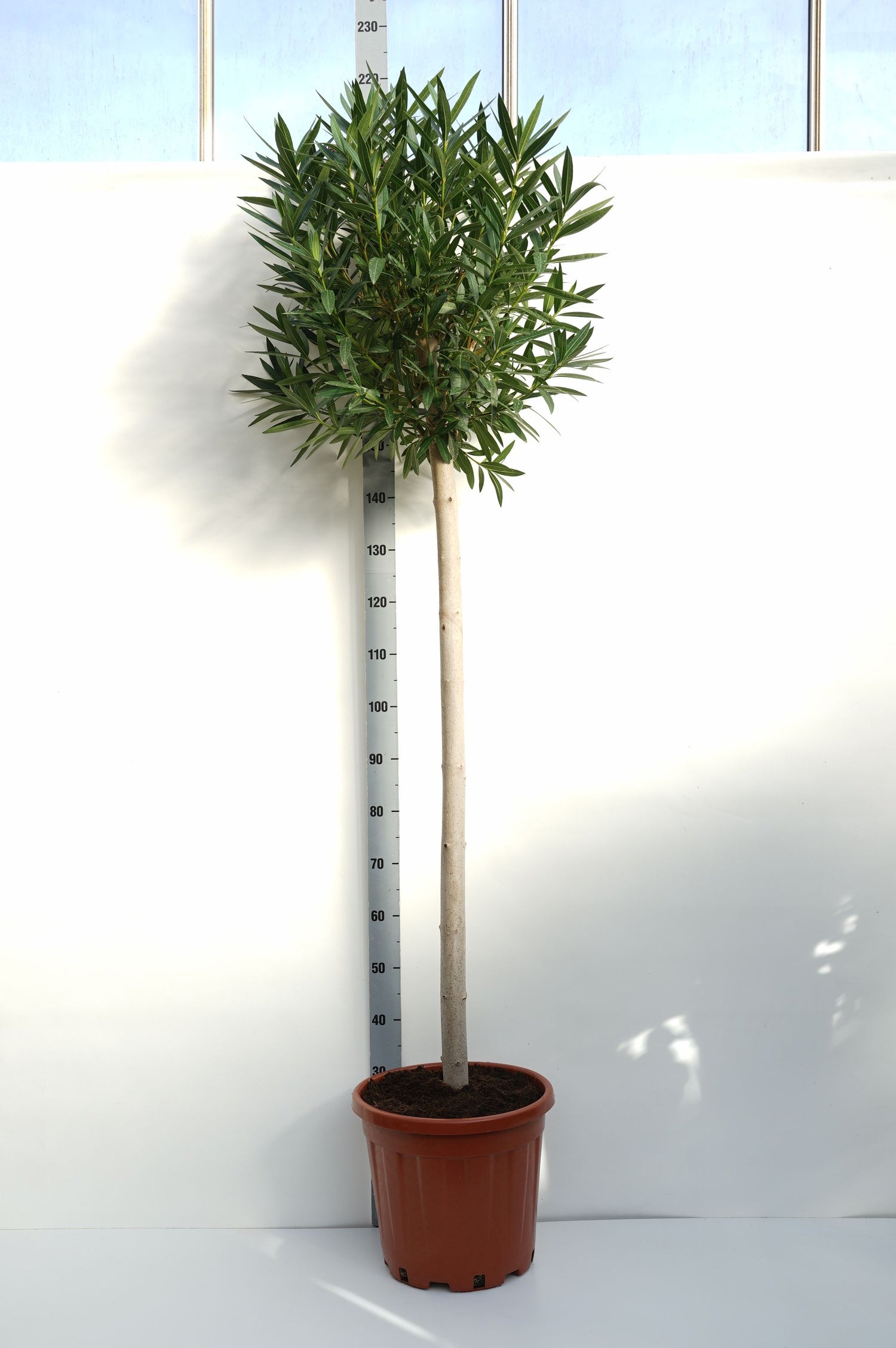 Oleander oleander - 120 CM STEM C25