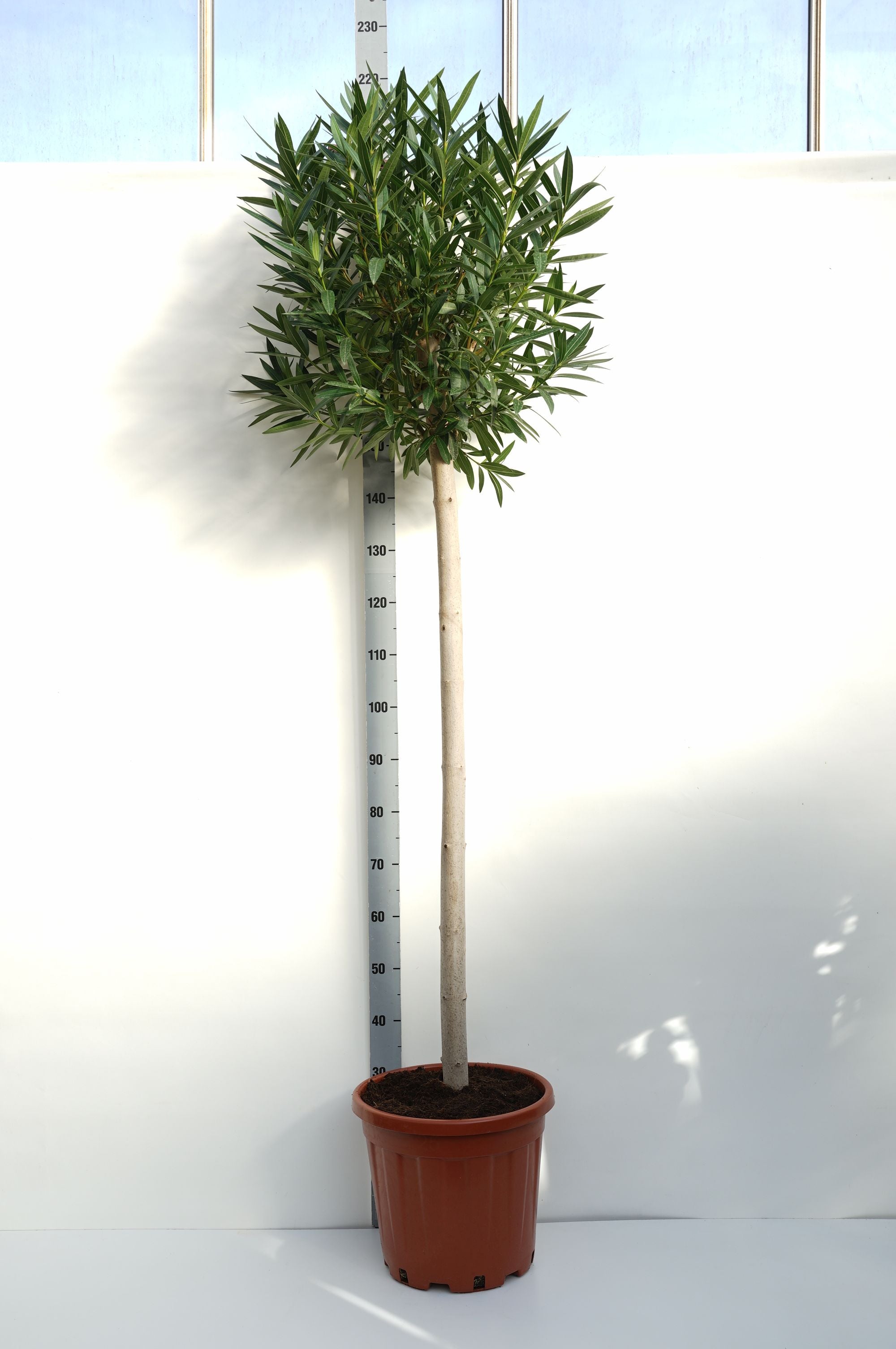 Oleander oleander - 120 CM STEM C25