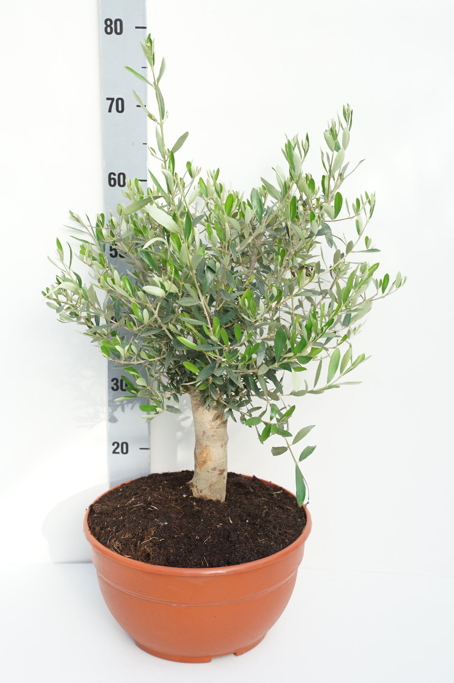 Oliv europaea - P30 DECO