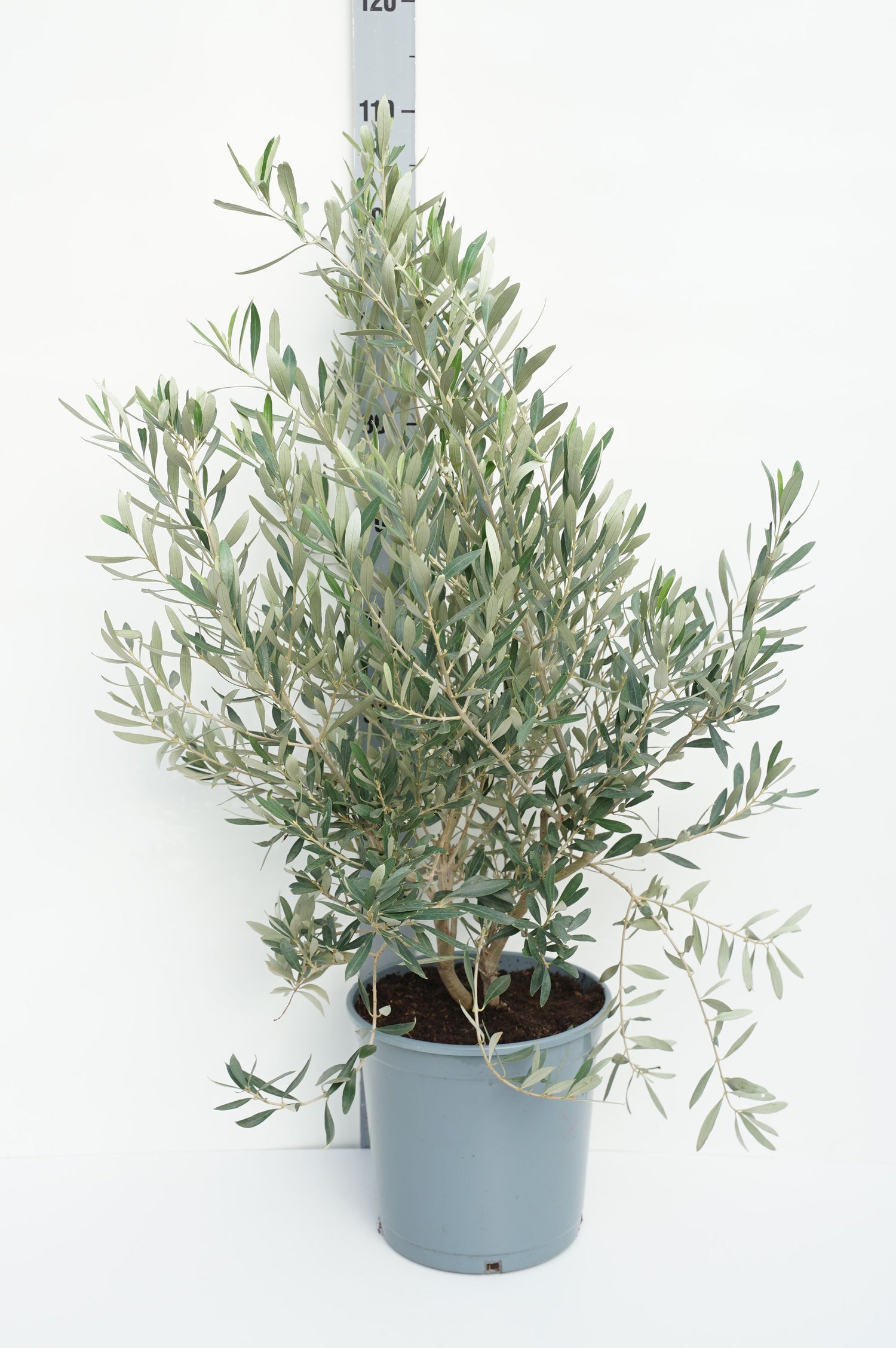 Oliv europaea - C10 60-80 CM