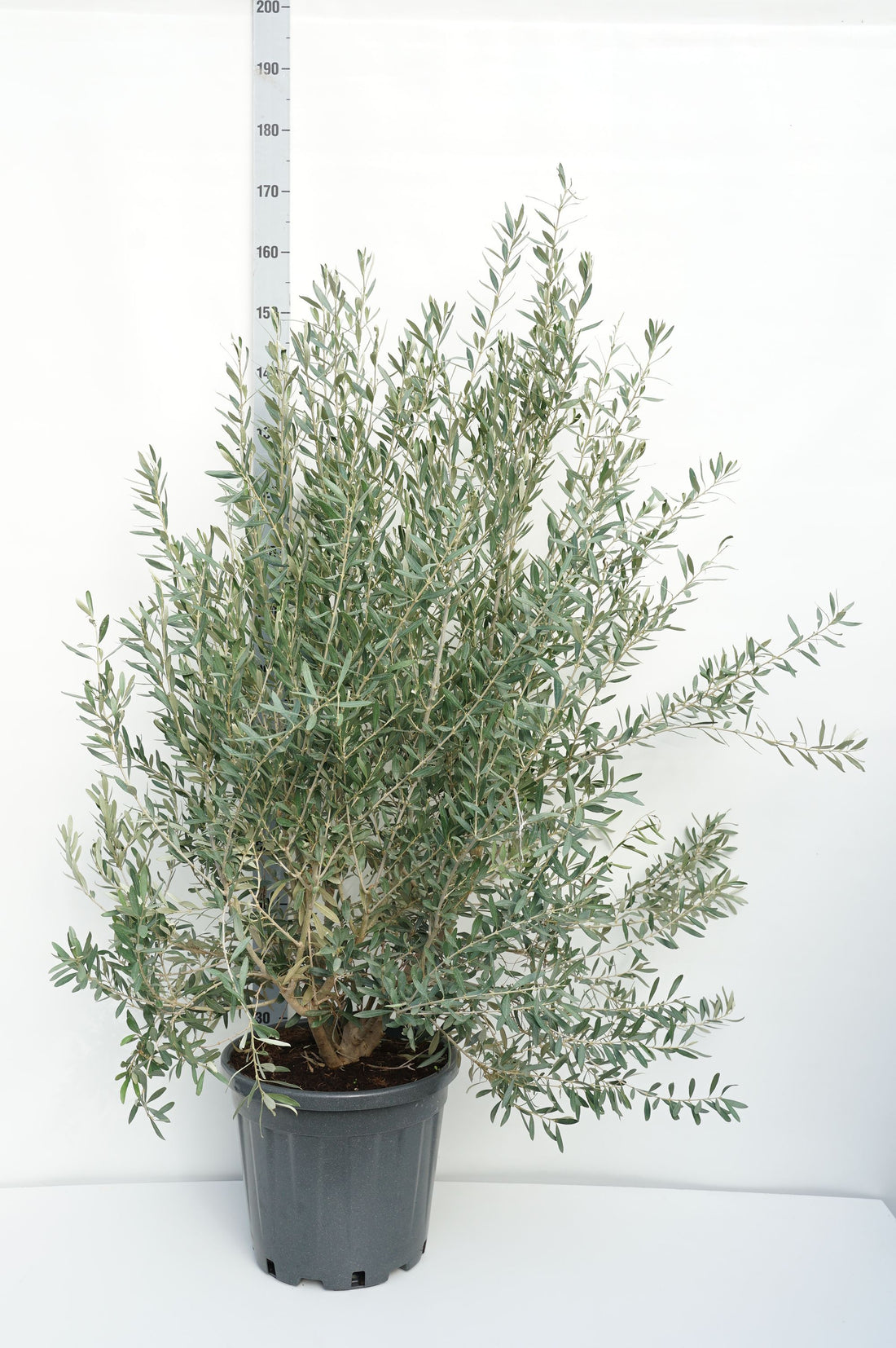 Oliv europaea - C25 80-100 CM