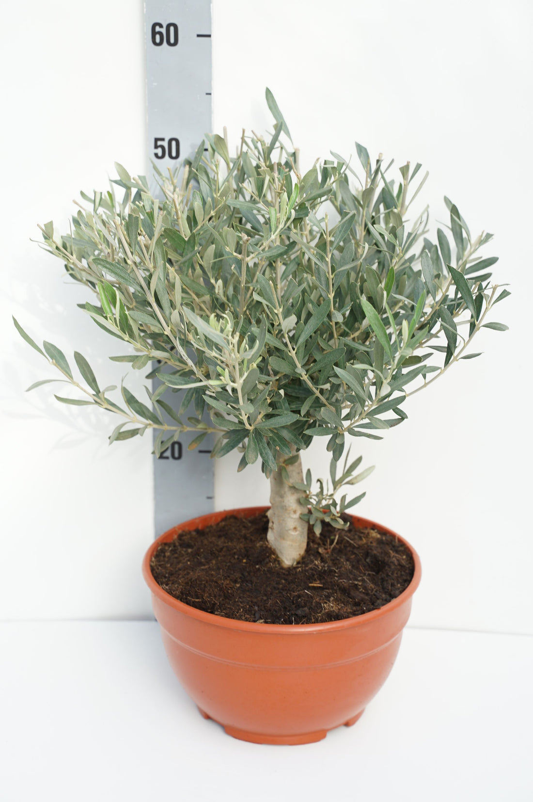 Oliv europaea - 10 CM ST C5/P23