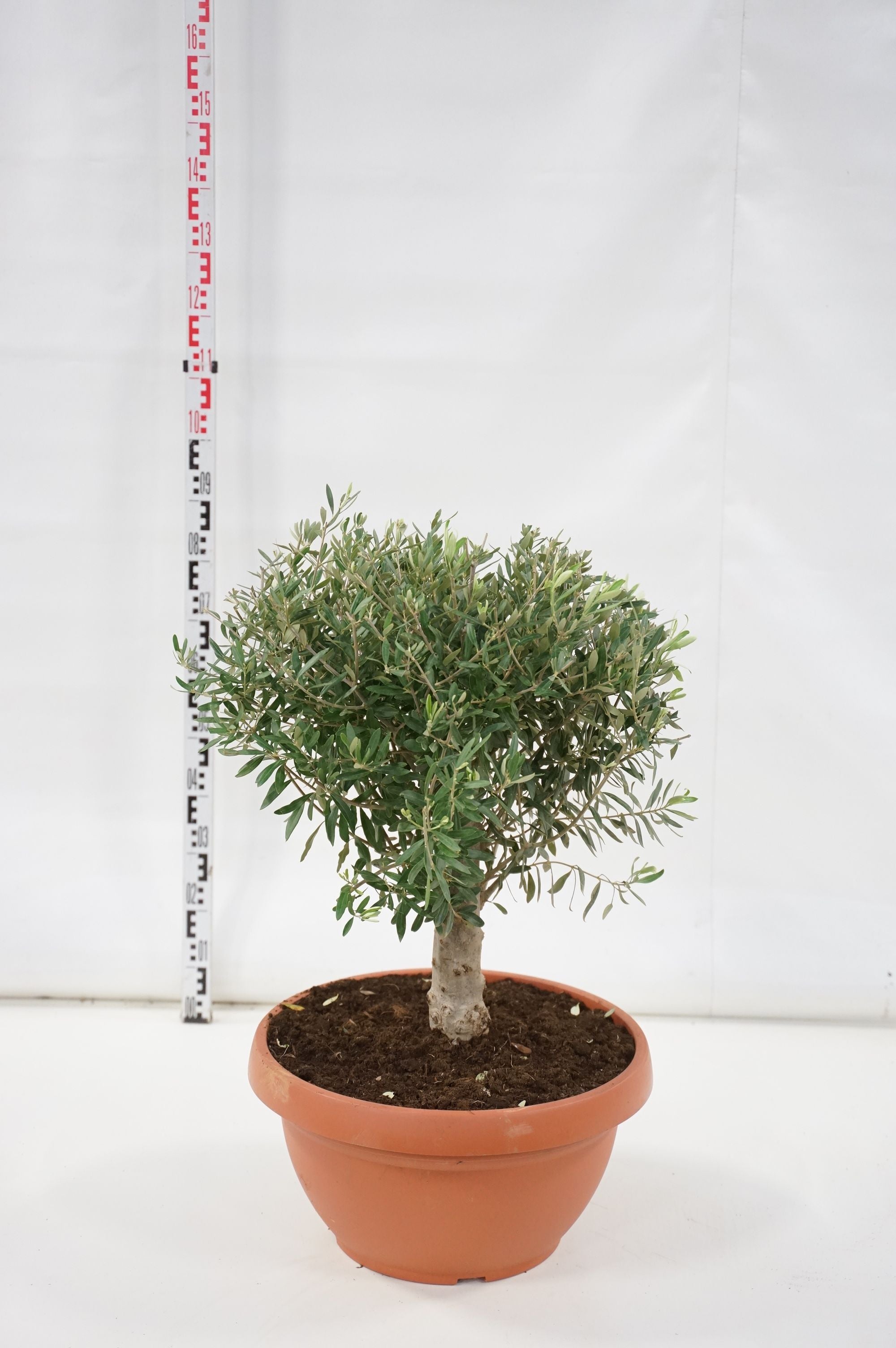 Oliv europaea - 30 CM STEM C35