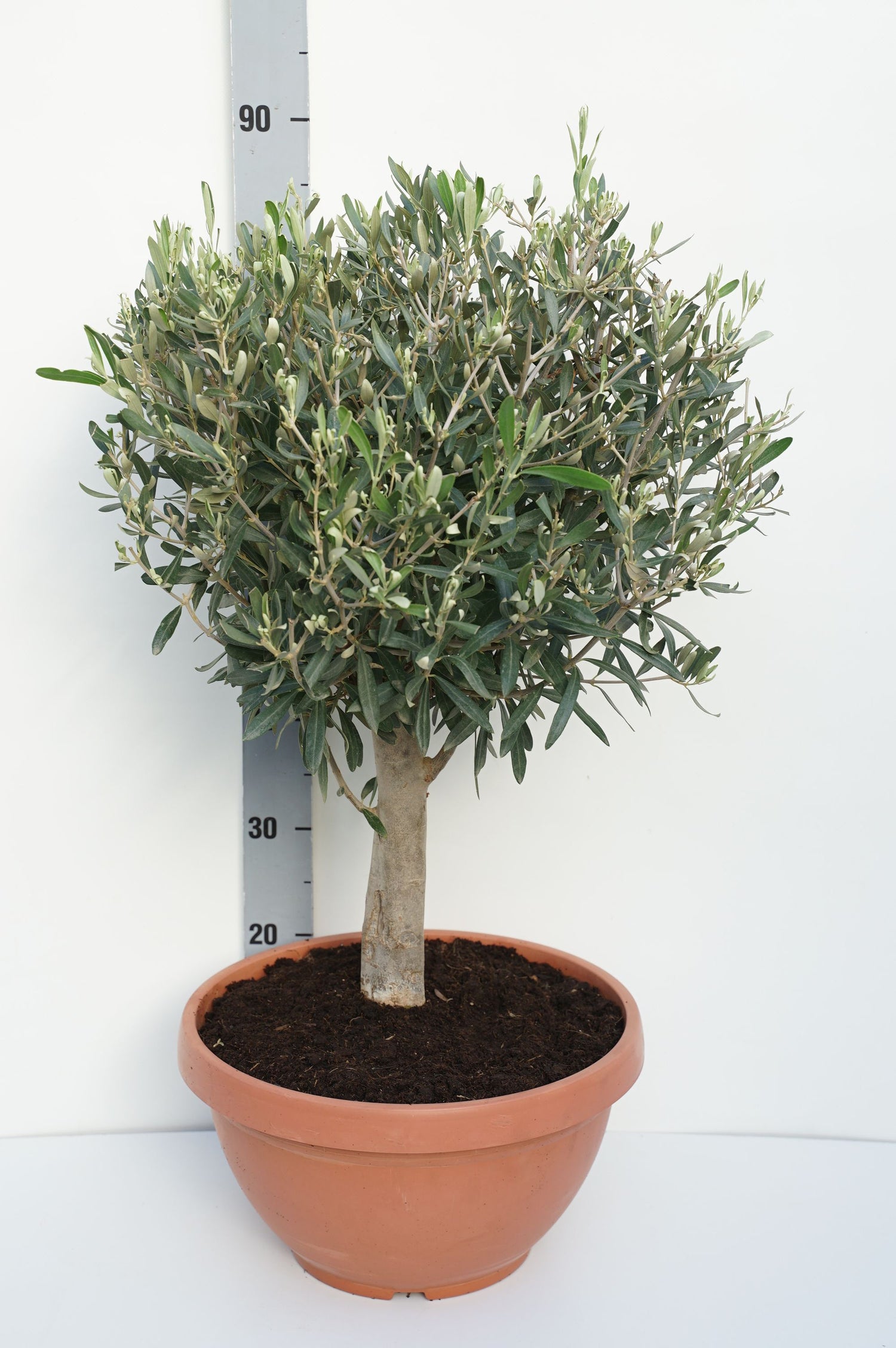Oliv europaea - 30 CM ST P35 CR 40