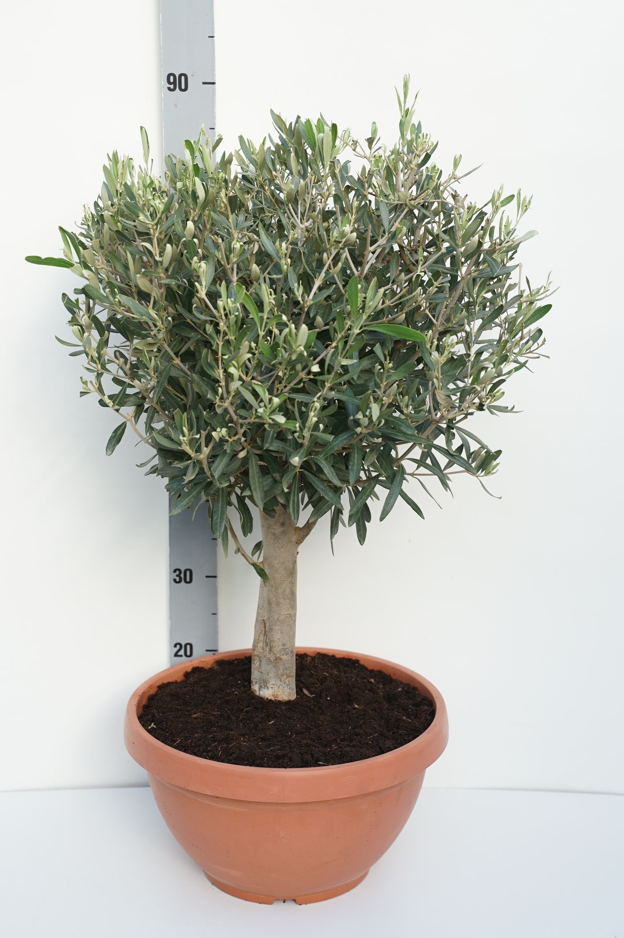 Oliv europaea - 30 CM ST P35 CR 40