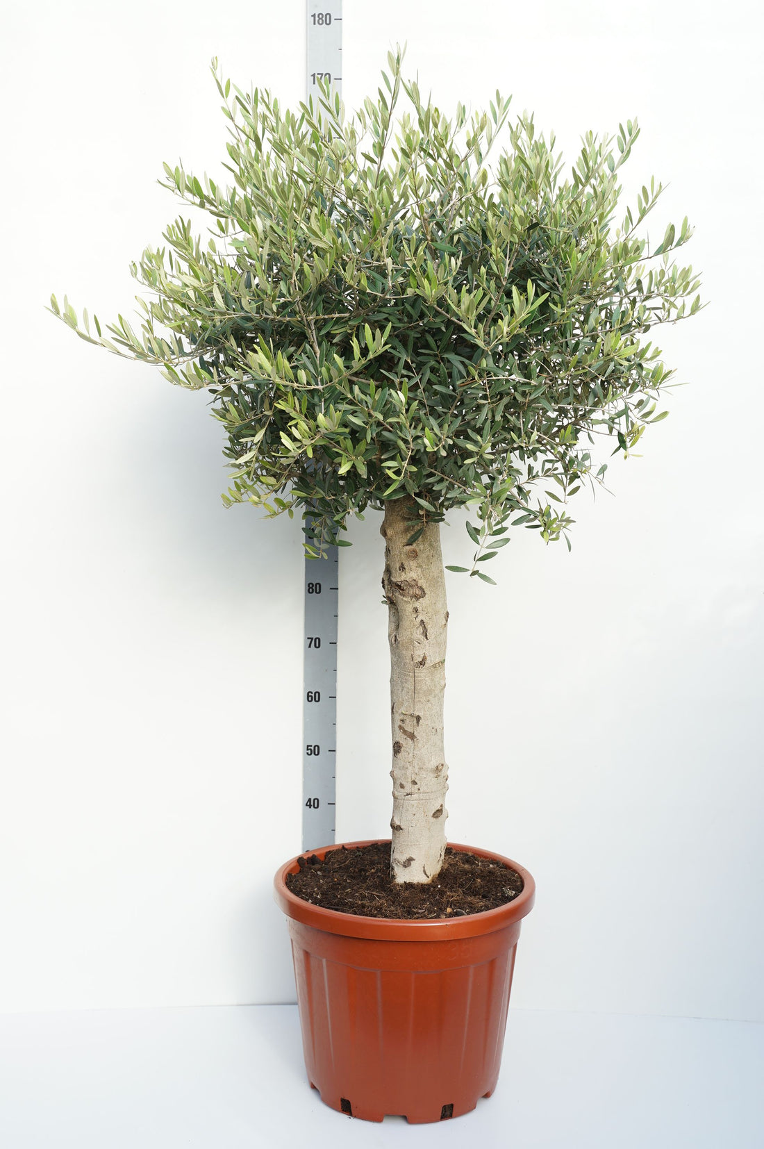 Oliv europaea - 60 CM STEM C35