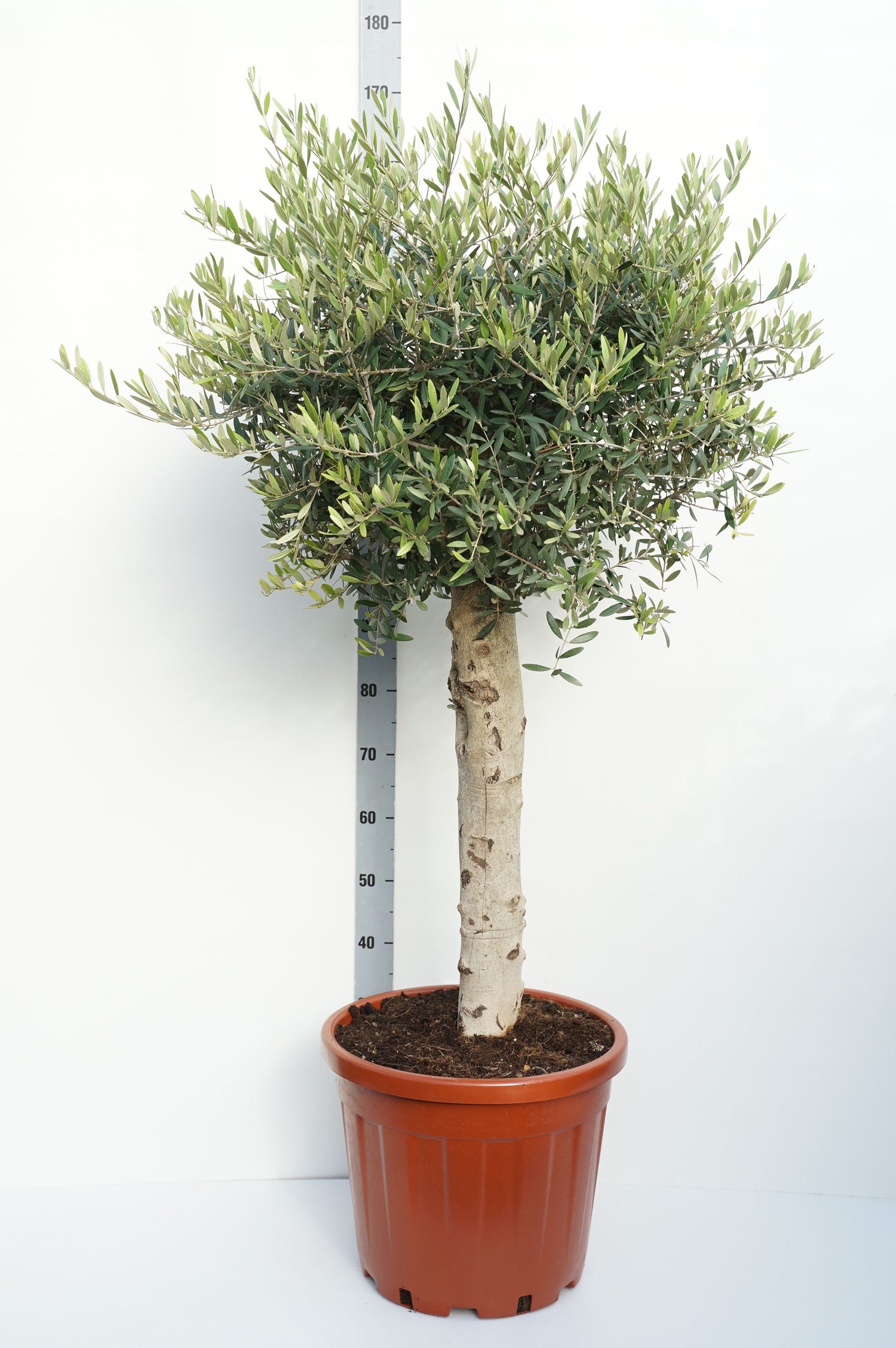 Oliv europaea - 60 CM STEM C35