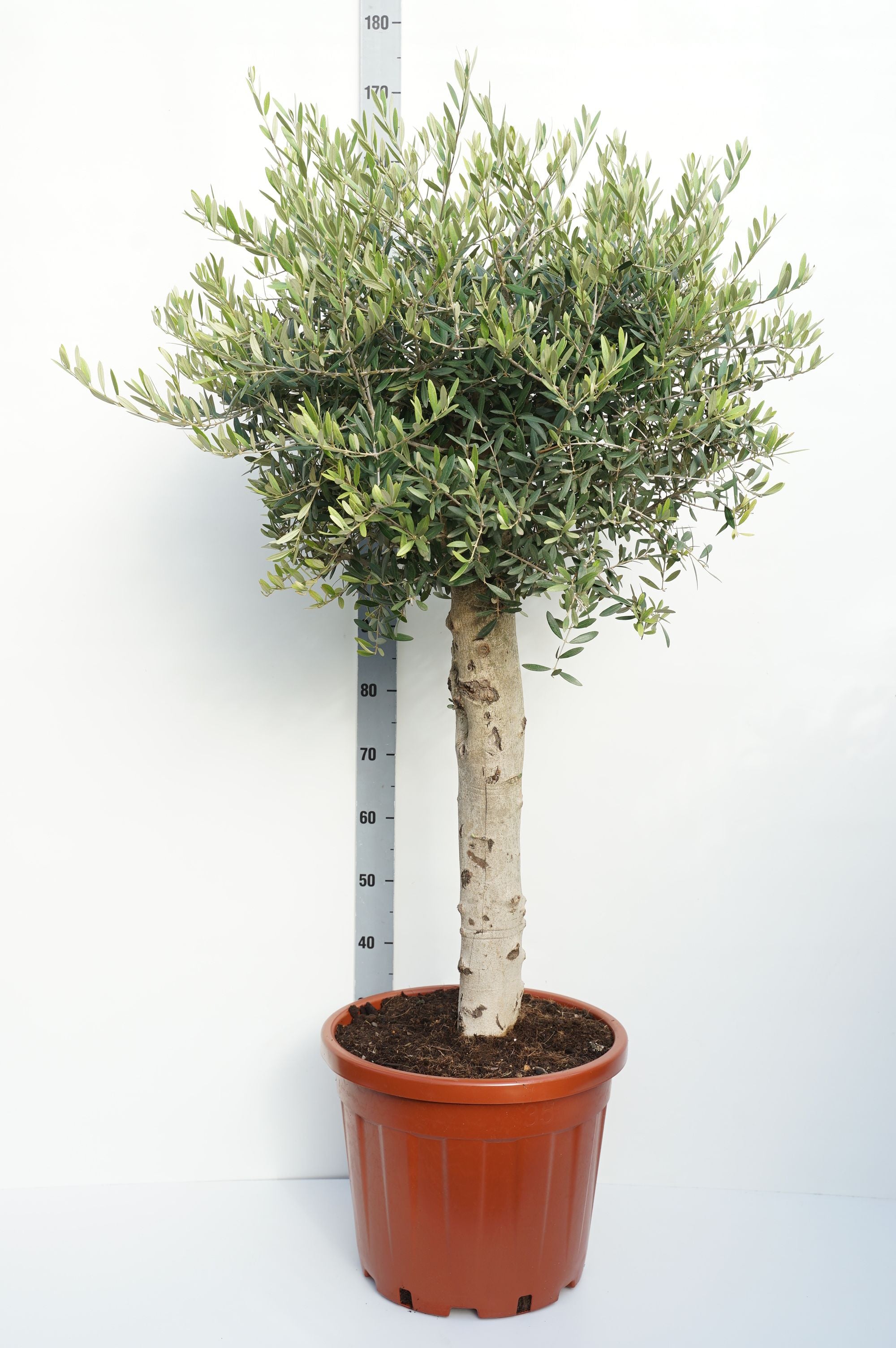Oliv europaea - 60 CM STEM C35
