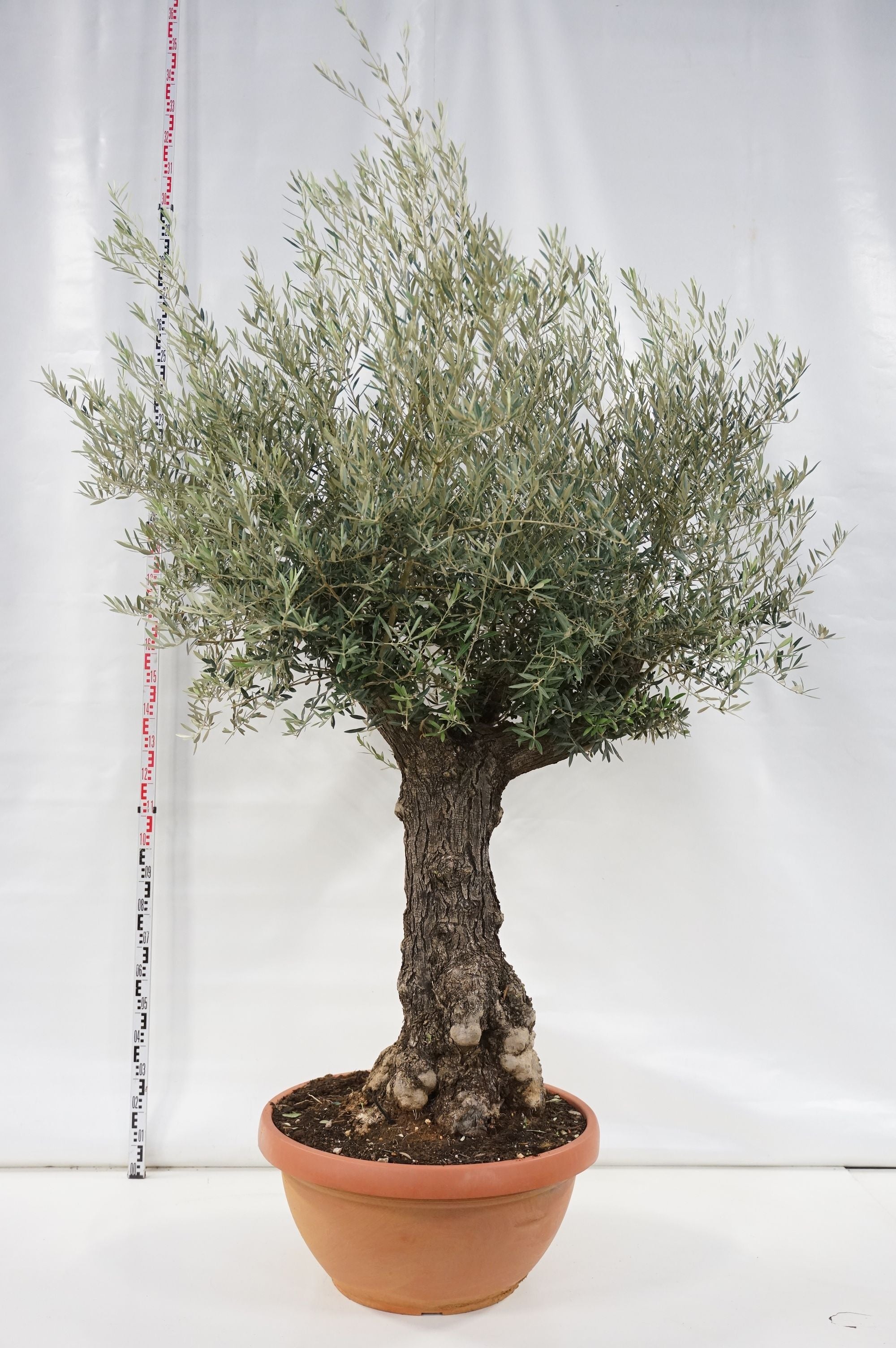 Oliv europaea - 80 CM STEM 70/80 CM C180