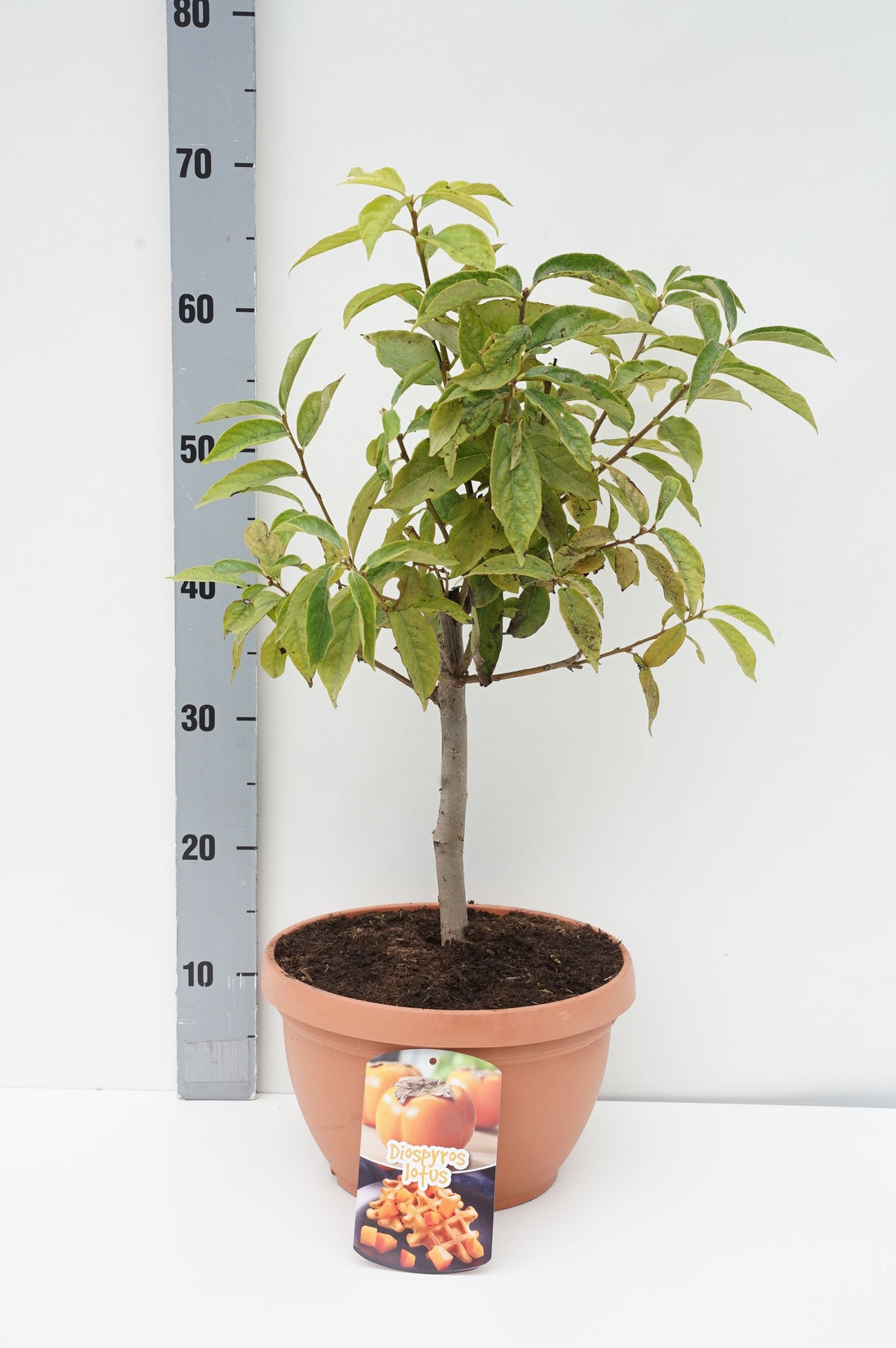 Persimon kaki - C6/P25 40-50 CM