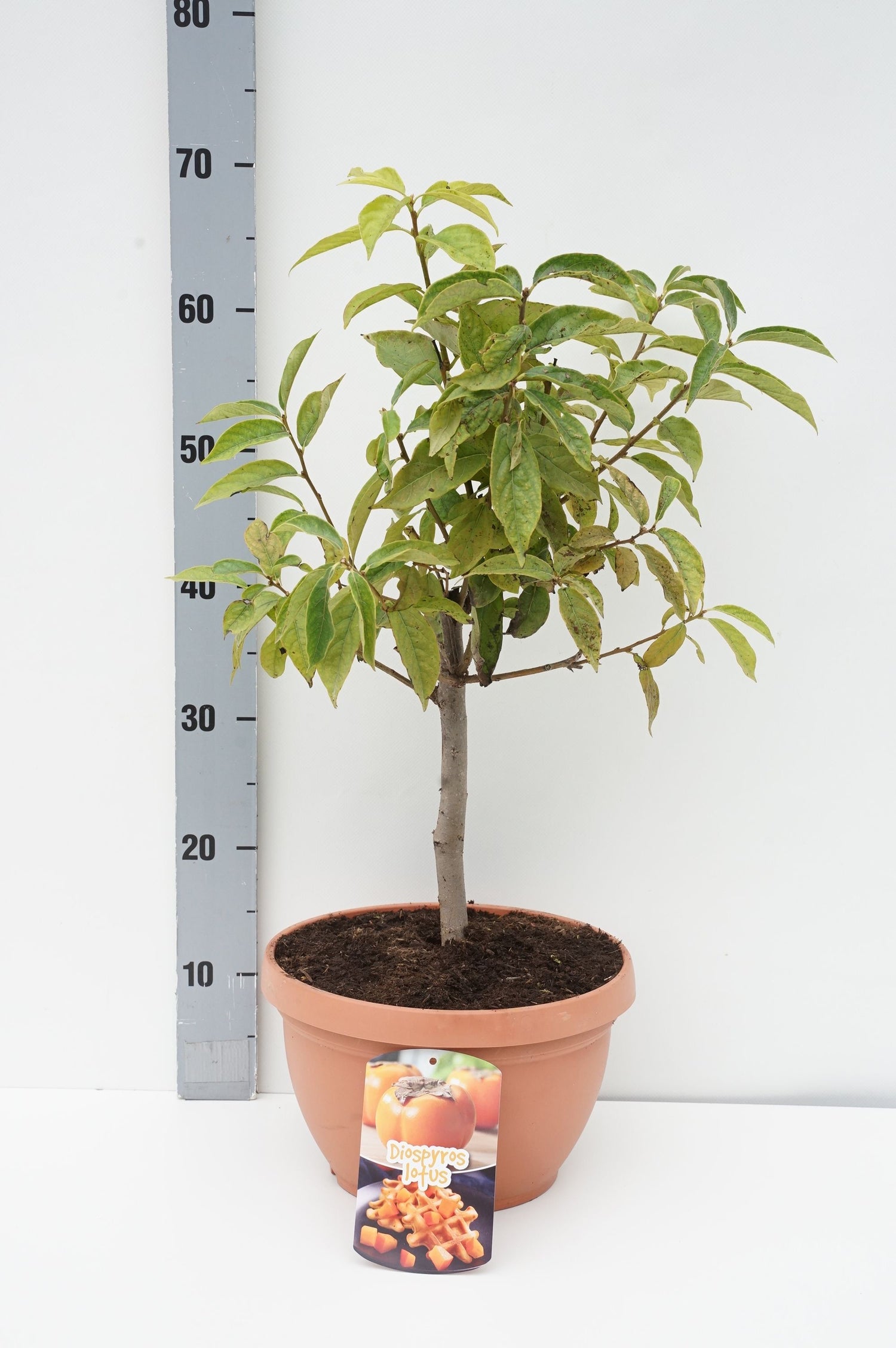 Persimon kaki - C6/P25 40-50 CM