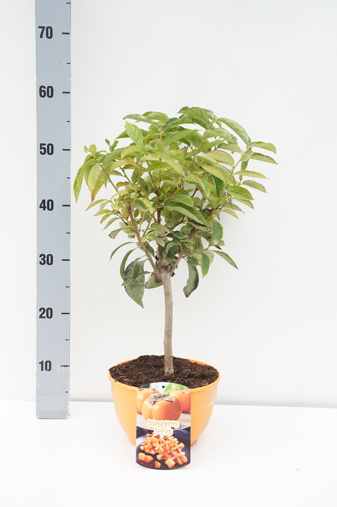 Persimon kaki - 15 CM STEM C3/P19 DECO