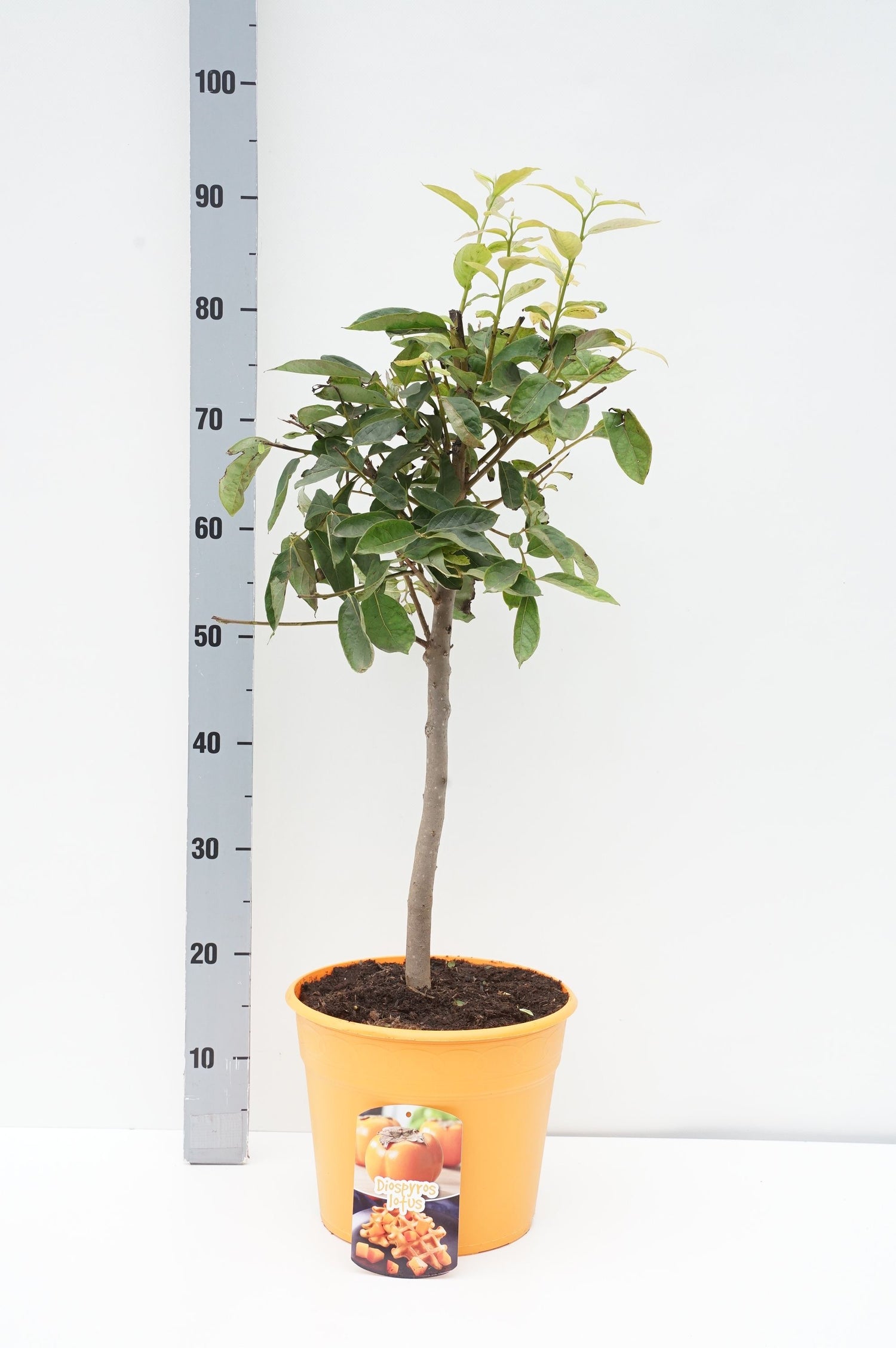 Persimon kaki - 30 CM STEM C7,5/P26