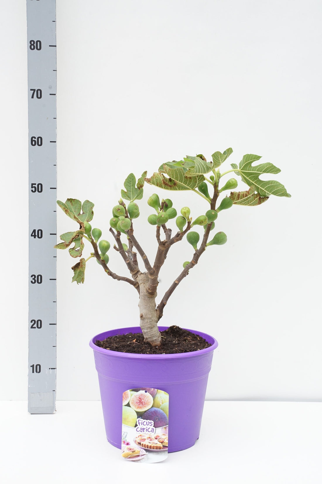 Fikon carica - C7,5/P26 BUSH