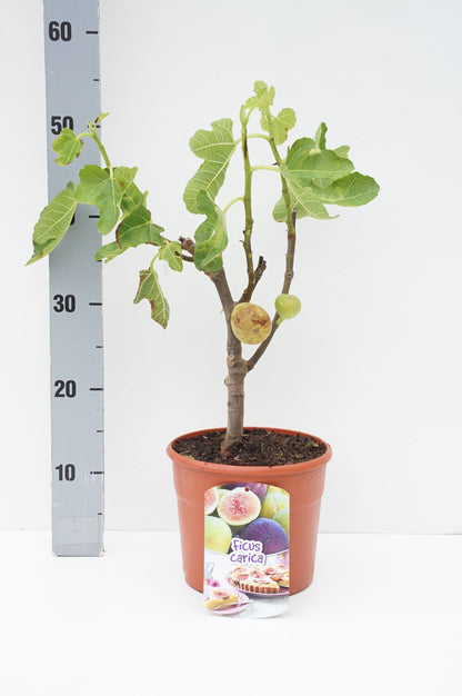 Ficus carica 15 cm stam - C3 (3 liters kruka) / 19 cm dekorationskruka
