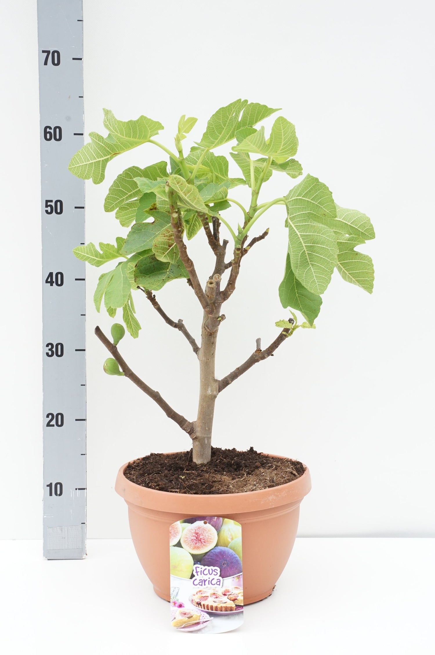 Fikon carica - 20 CM ST C6/P25 CR 20