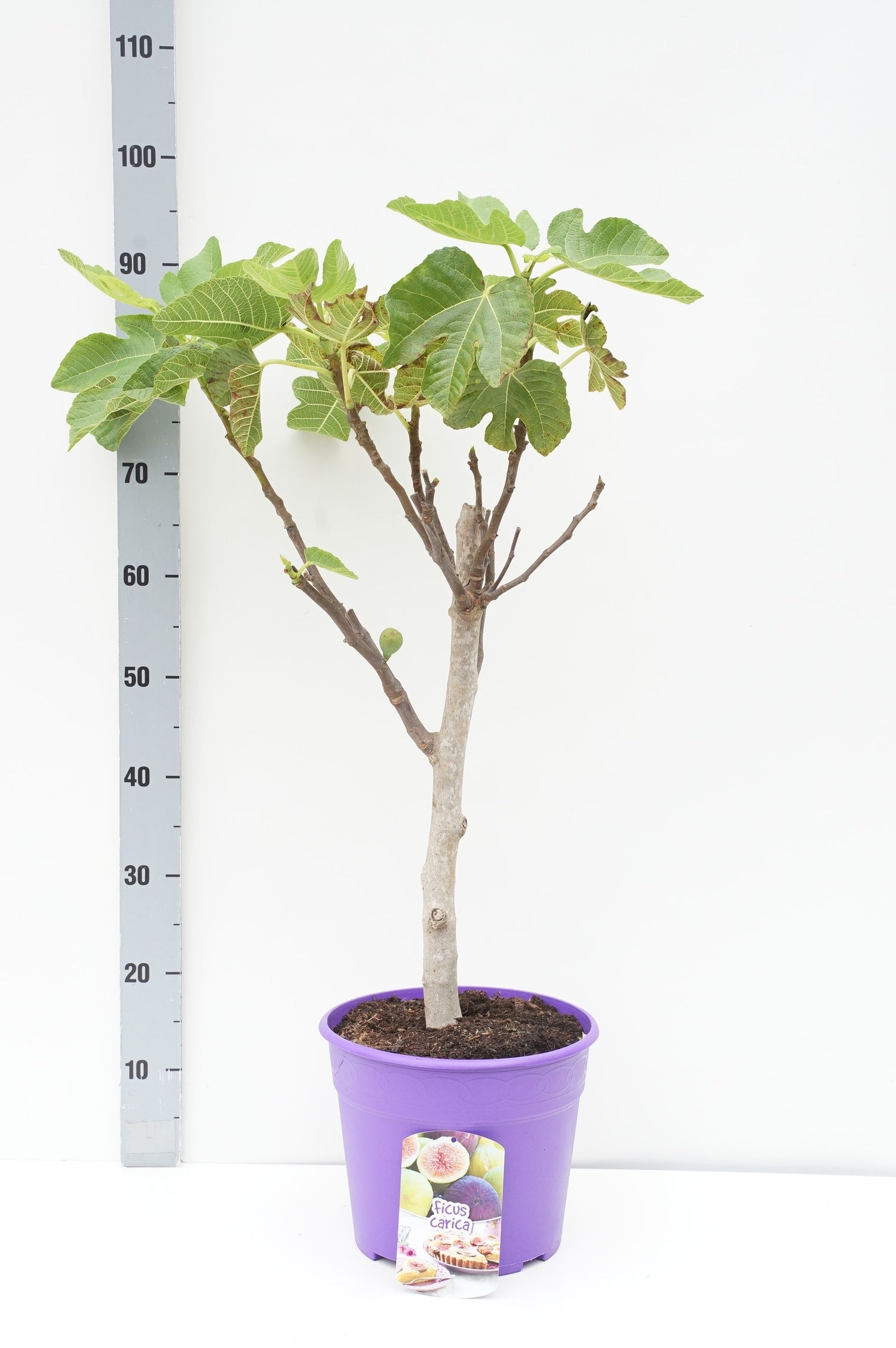 Fikon carica - 30 CM STEM C7,5/P26