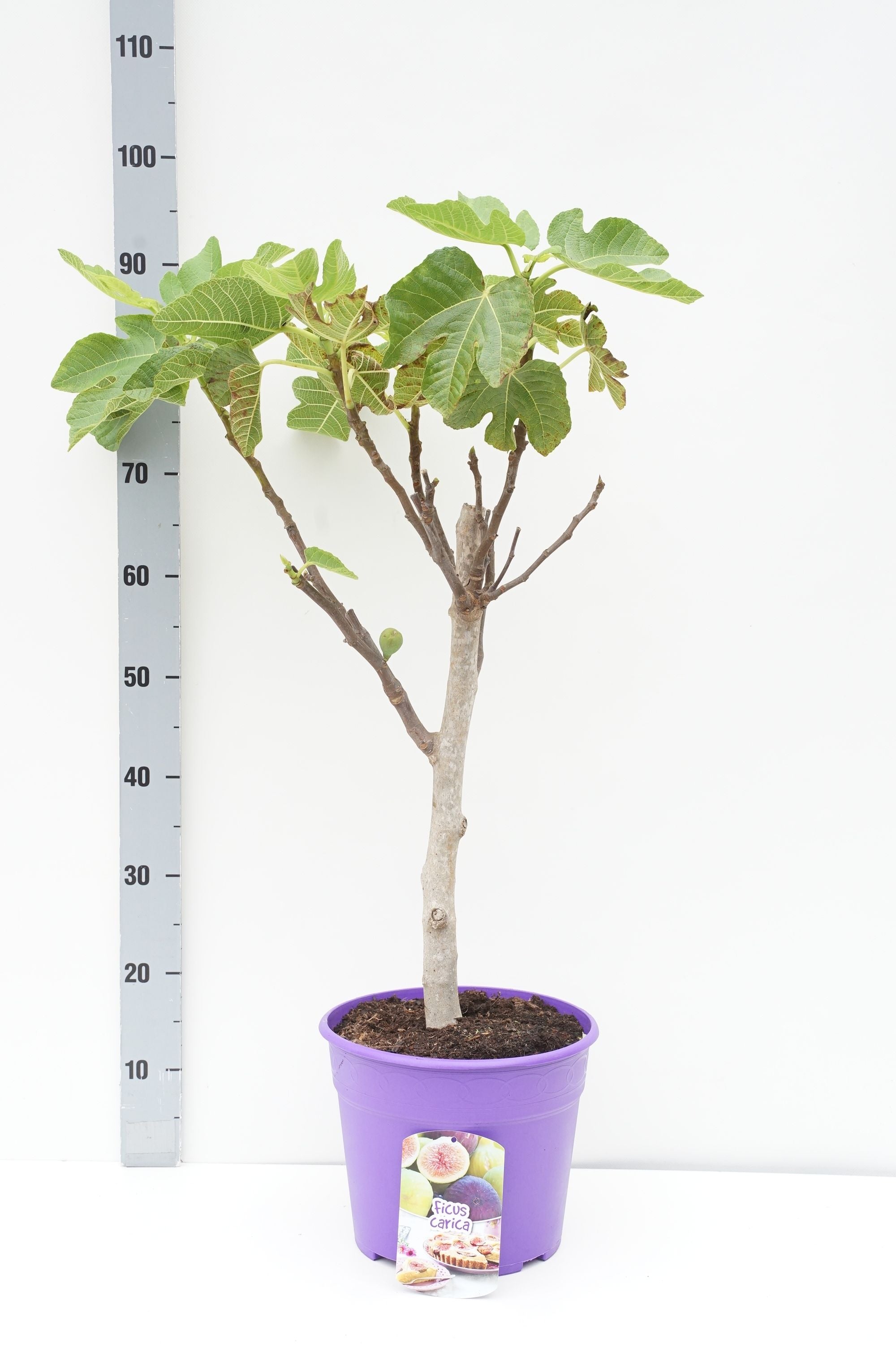 Fikon carica - 30 CM STEM C7,5/P26