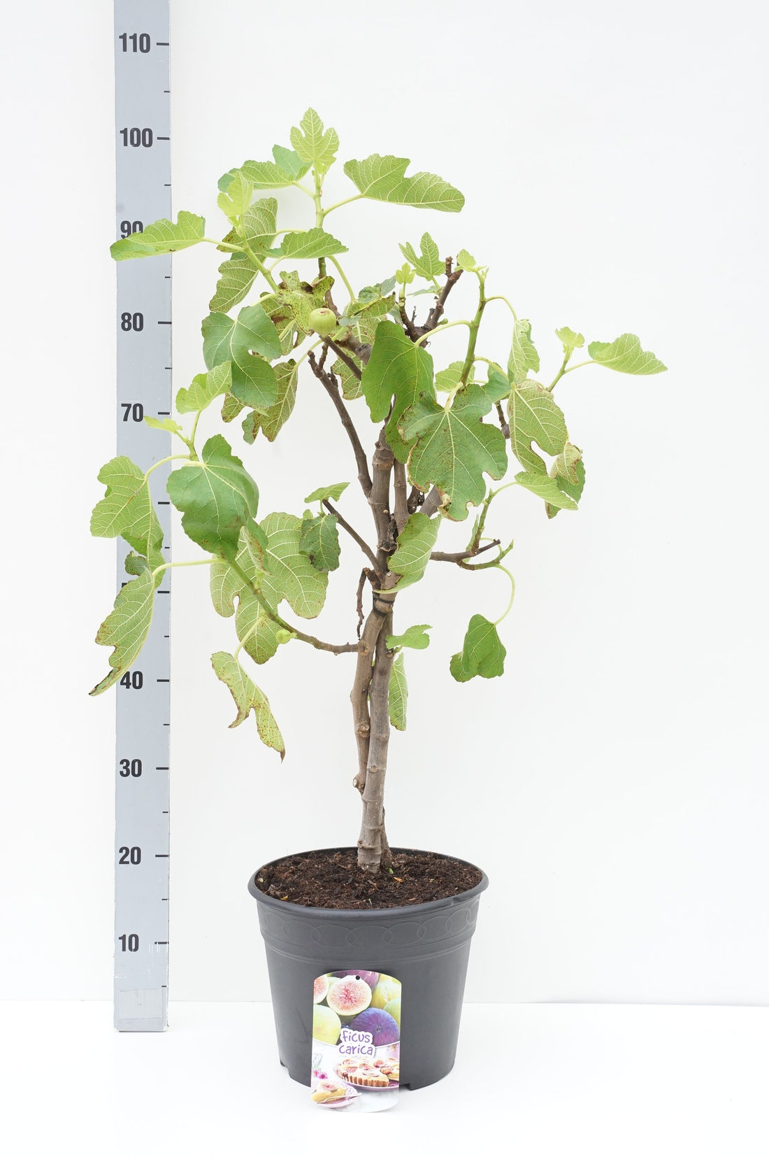 Fikon carica &