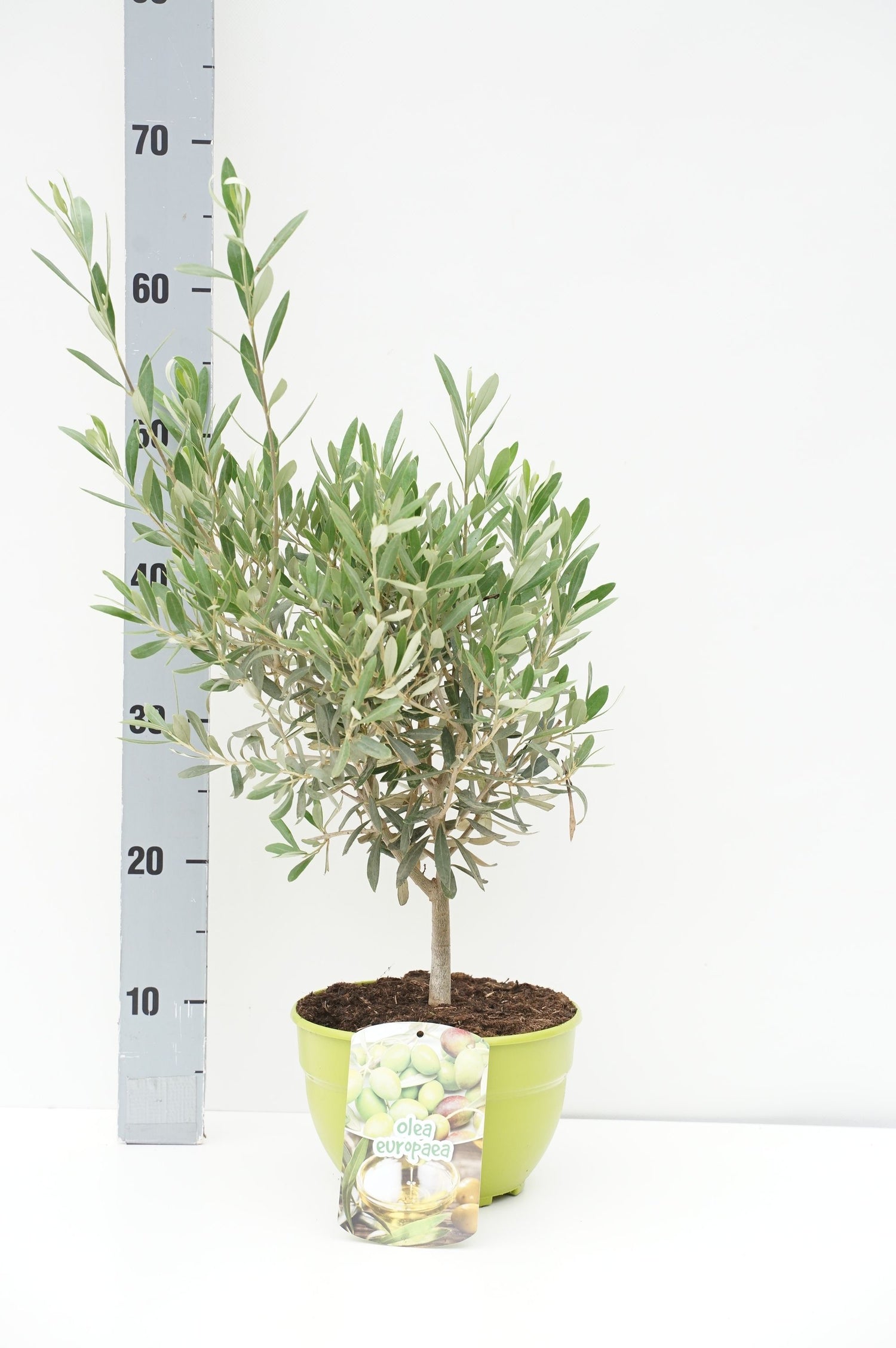 Oliv europaea - C3/P19 40-50 CM DECO