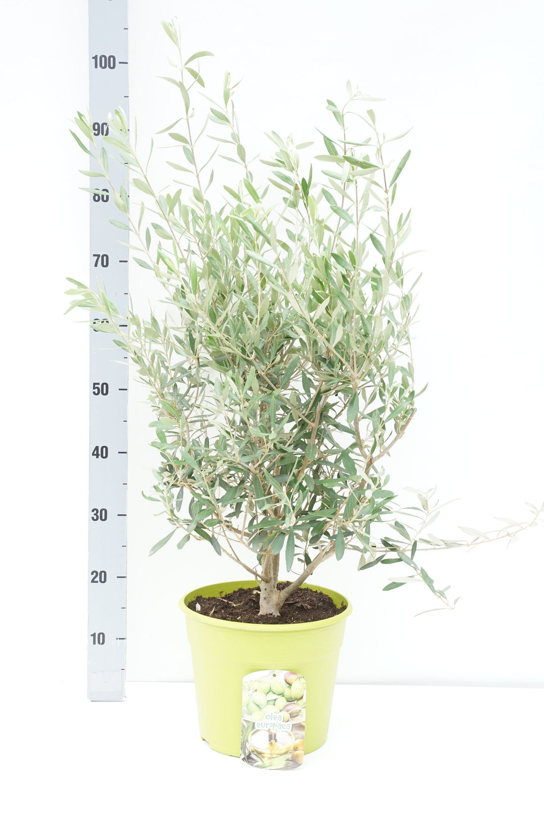 Oliv europaea - C7,5/P26 BUSH